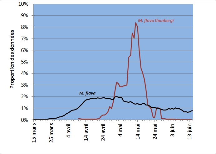 Proportion journalière des observations printanières de Bergeronnettes printanières en Wallonie (période 1990-2015). Sources: Banque Ornithologique Aves _ Observations.be - OFFH 