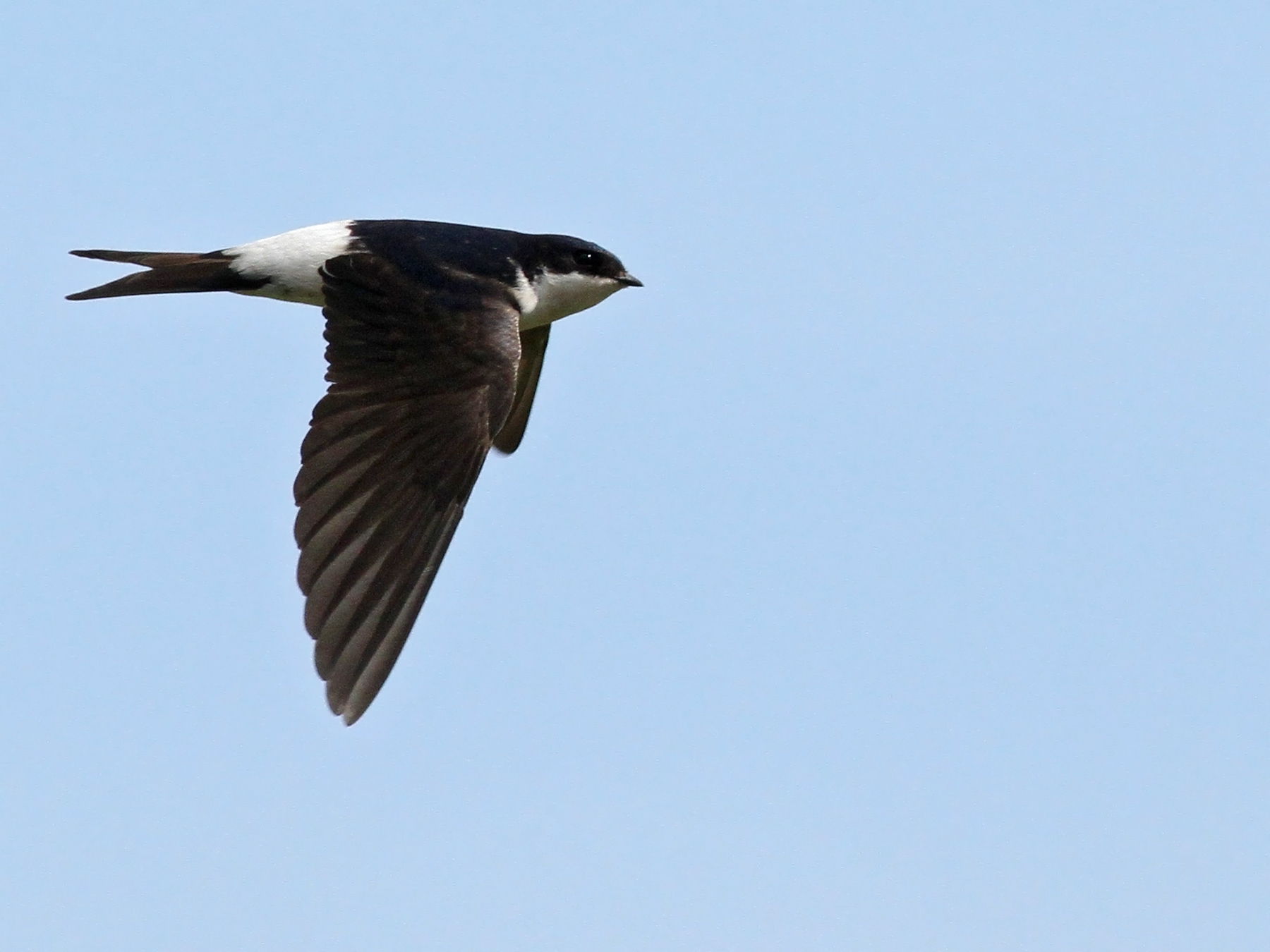 Photo : René Dumoulin