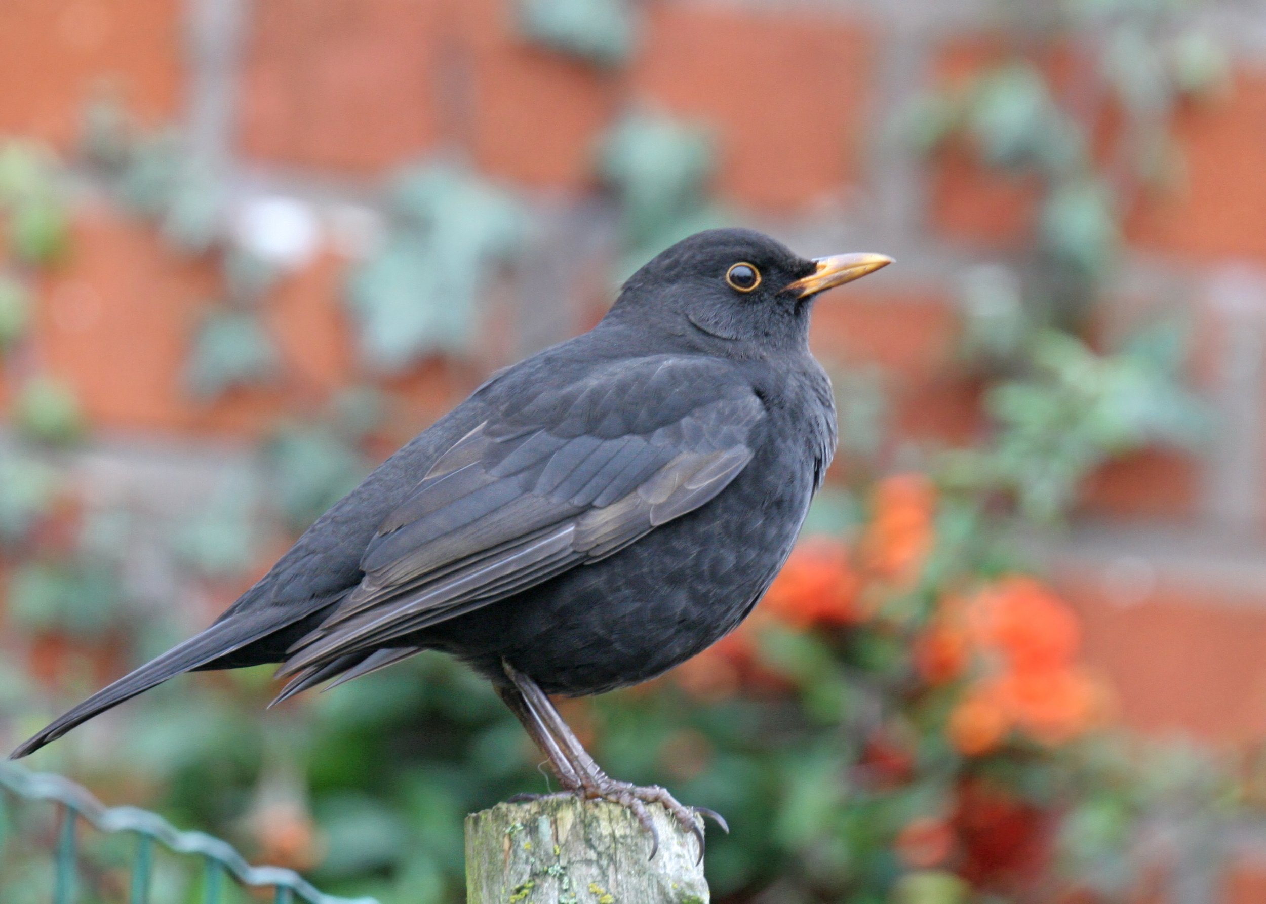 Le merle noir est la principale victime du virus USUTU. Photo : René Dumoulin