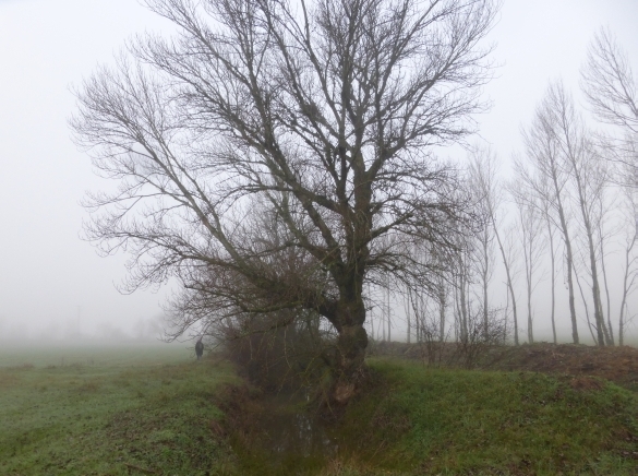 L'alignement d'arbre derrière le village de Santovenia, qui sert de dortoir hivernal à Archimède. L'équipe du projet s'est rendu sur place en Janvier 2016 et a pu récolter des pelotes de réjection (photo: JY Paquet).