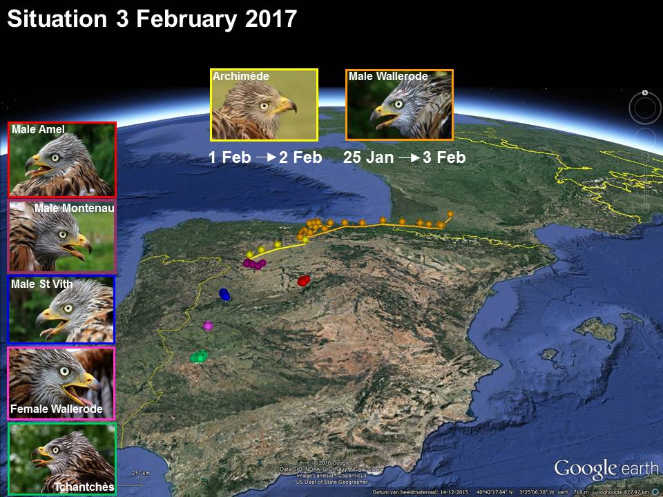 Situation au 3 février 2017. On voit les trajets d'Archimède et de Mâle Wallerode, et les positions en hivernage des 5 autres individus suivis, depuis Mérida au sud, jusqu'à Zamora.