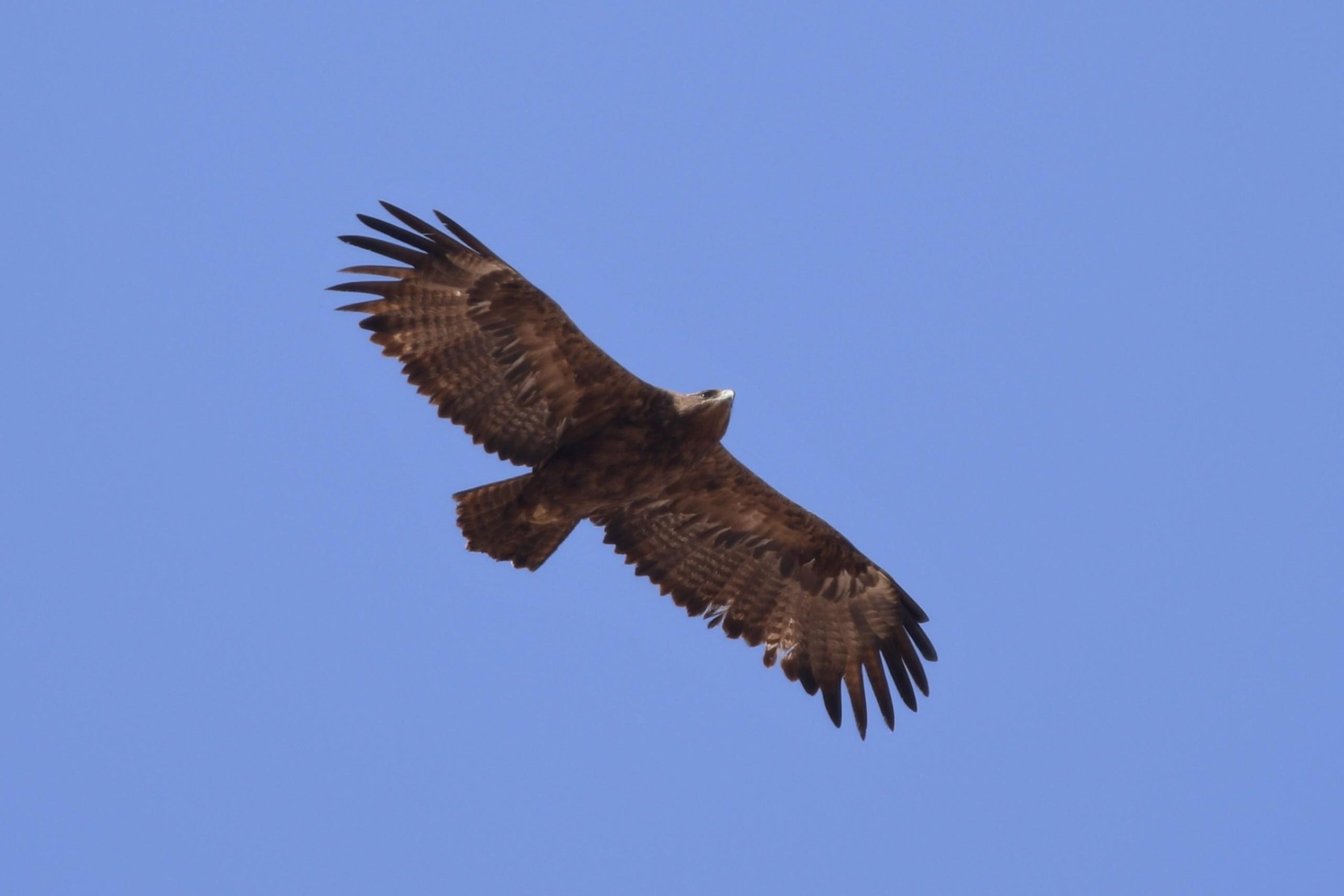 Figure 1 : Aigle des steppes (Aquila nipalensis) Photo : Noé Terorde