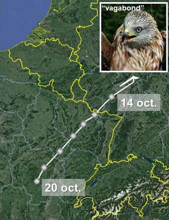 Trajet migratoire du "Vagabond", depuis son départ de la région de Francfort le 14 octobre au 20 octobre.