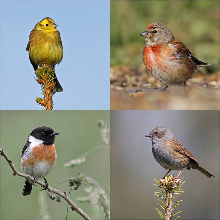 Bruant jaune, Linotte mélodieuse, Tarier pâtre et Accenteur mouchet sont des espèces fréquentes dans les PSN. (Photos : Robin Gailly)