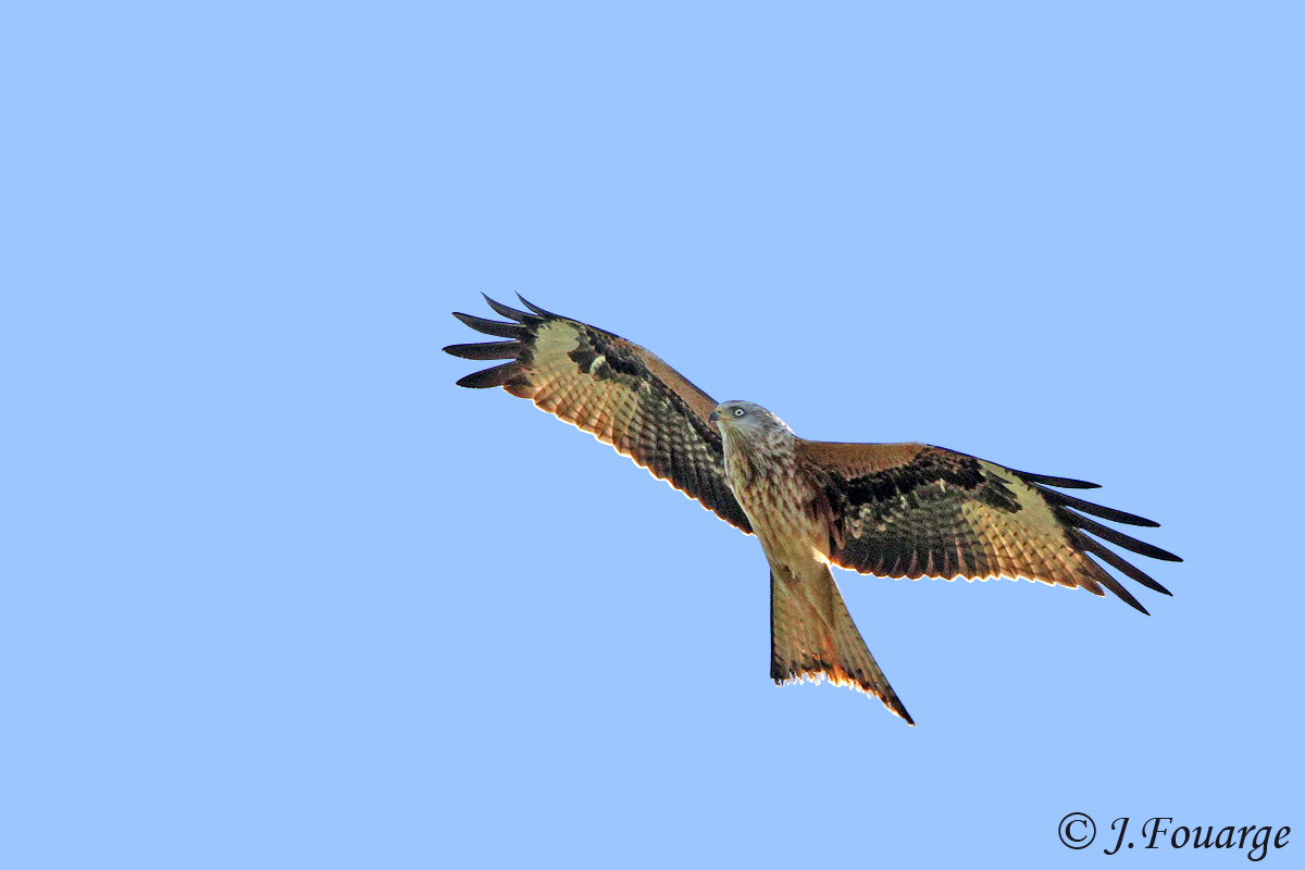 Milan royal 20111115@Jules Fouarge.jpg