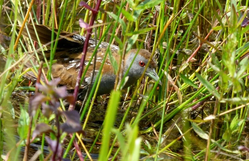 La Marouette de Baillon à Harchies en 2019 (photo Matthieu Fabry)
