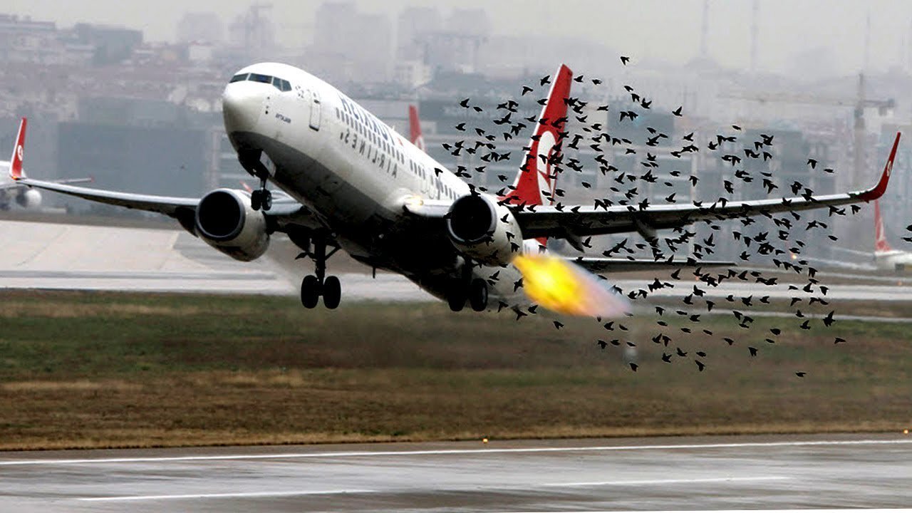 Birdtrike moteur au décollage.jpg