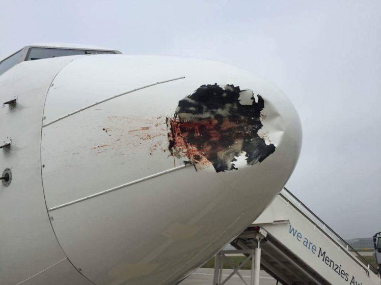 Radome birdstrike.jpg