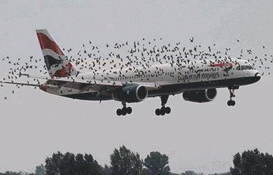 Oiseaux et avion.jpg