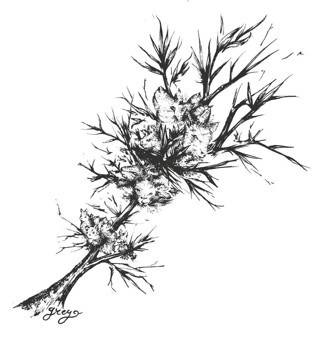 sheep_branch.png