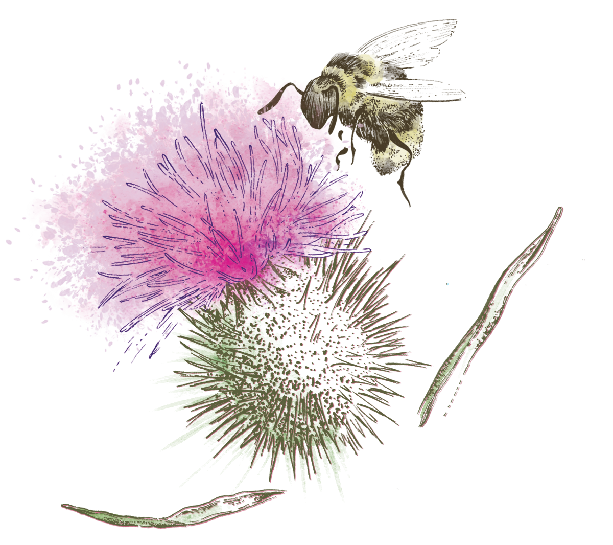 bee_thistle.png