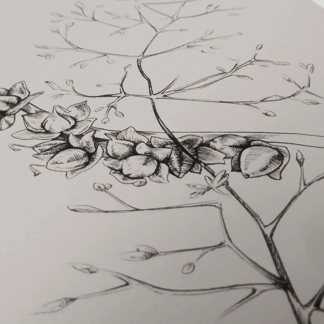Buds 
#artwip #penandink #pendrawing #inkdrawings #artistsoninstagram #illustration #botanicalillustration #natureillustration #sketch