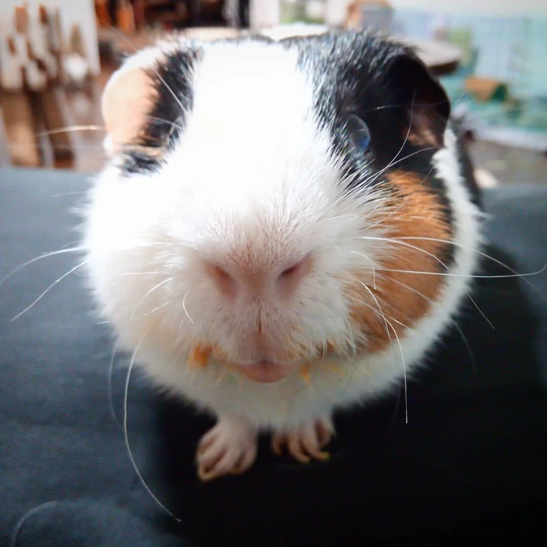 Happy Guinea Pig appreciation day ☀❤
Your tiny smile always makes me smile 
#guineapig #guineapiglover #guineapigappreciationday #cavviesofinstagram