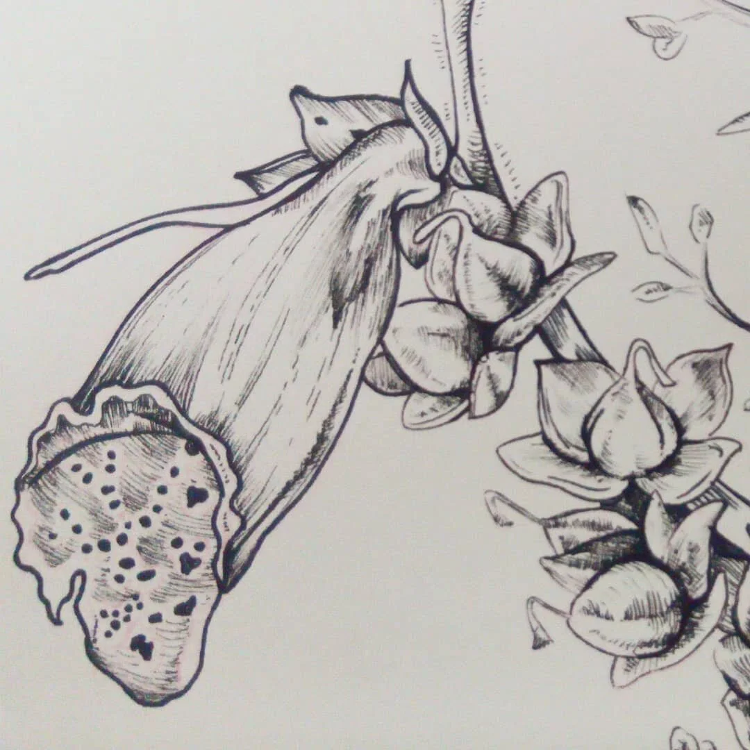 Thinking about spring on a rainy day 
#illustration #penandink #pendrawing #botanicalillustration #nature #flowers #sketch #artistsoninstagram