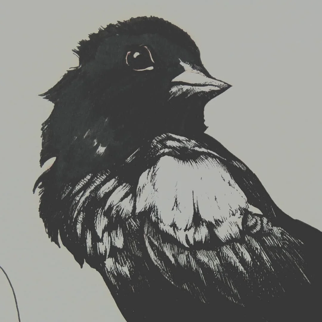 #artwip #natureillustration #illustration #birds #penandink #pendrawing #birdillustration #blackbird #wildlifeillustration