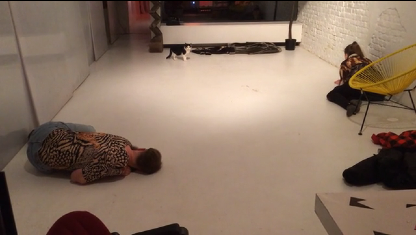 Performance for gallery cat