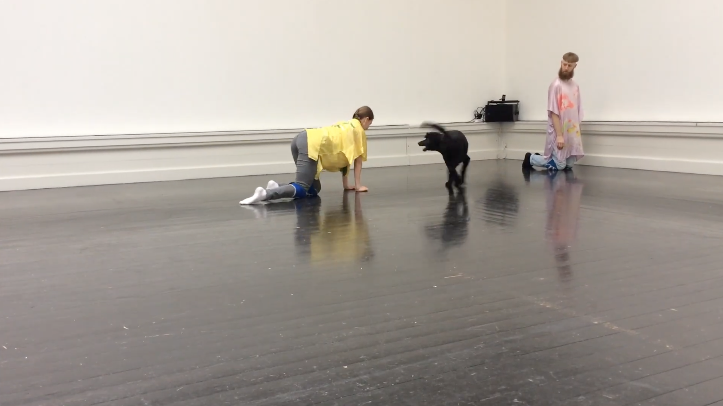 Performances for Pets compilation 