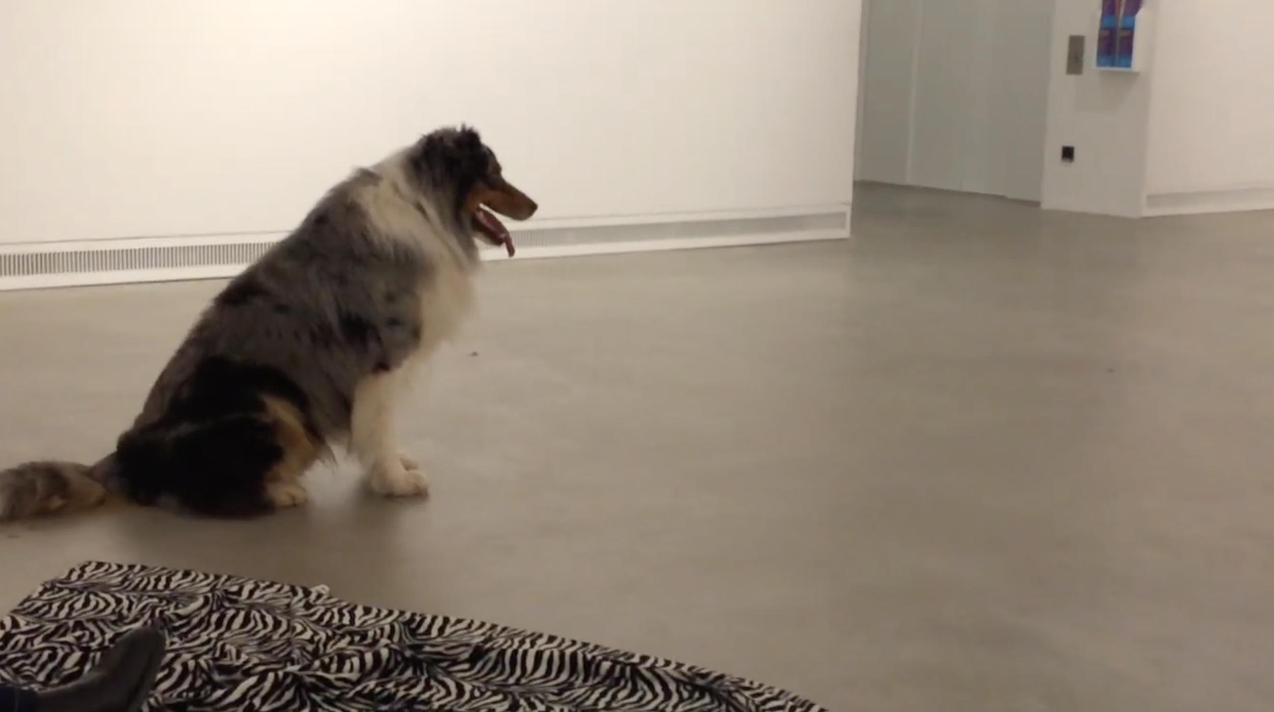 Performances for Pets compilation