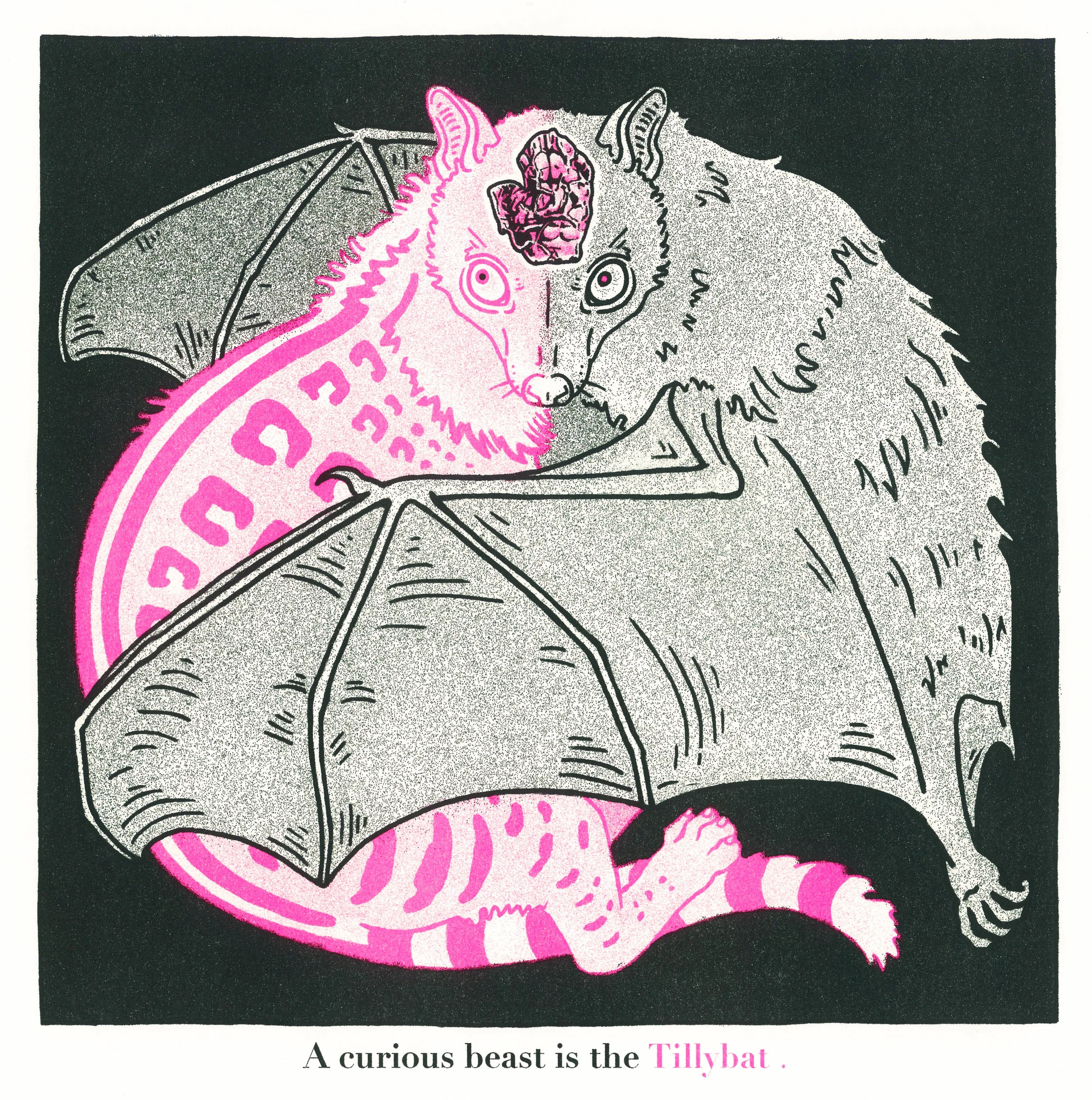 GreerStothers_Tillybat.jpg