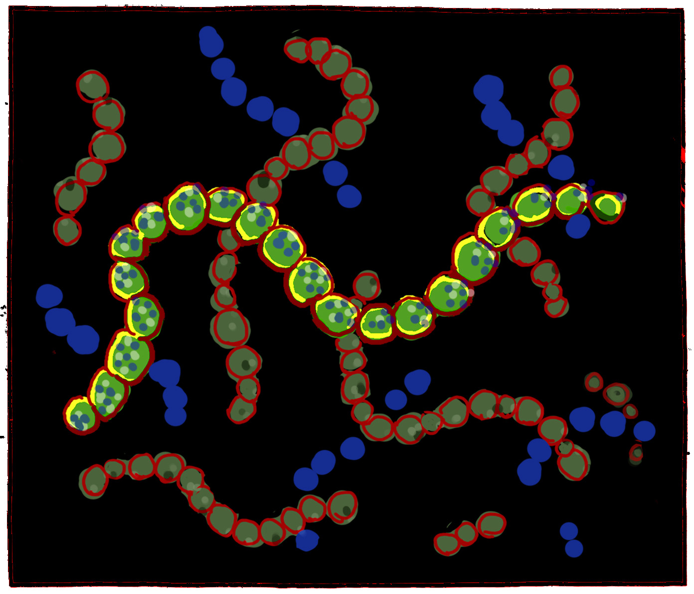 Concept 2: the bacteria responsible for stromatolites