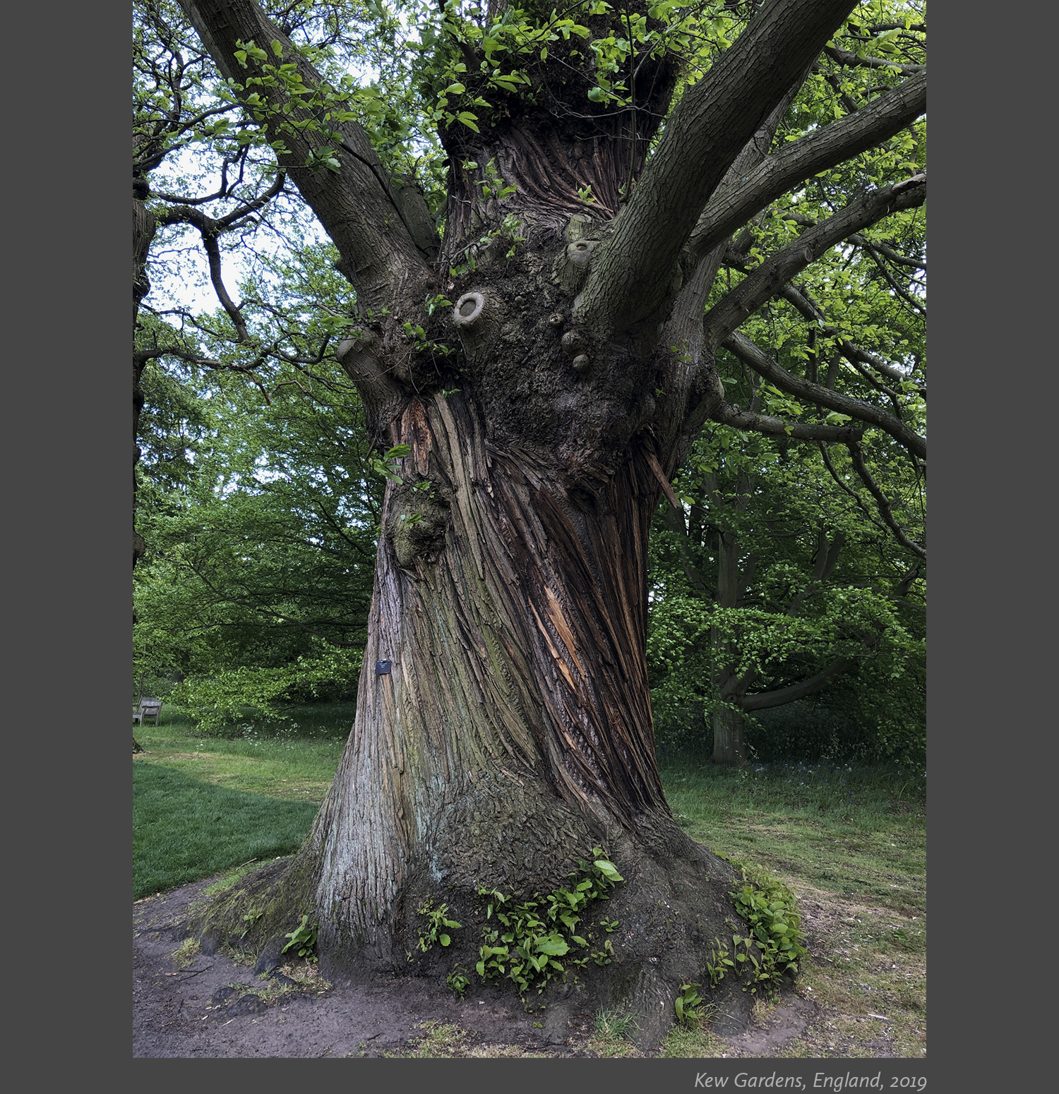 11 Kew Gardens, England, 2019 AMY ARBUS.png