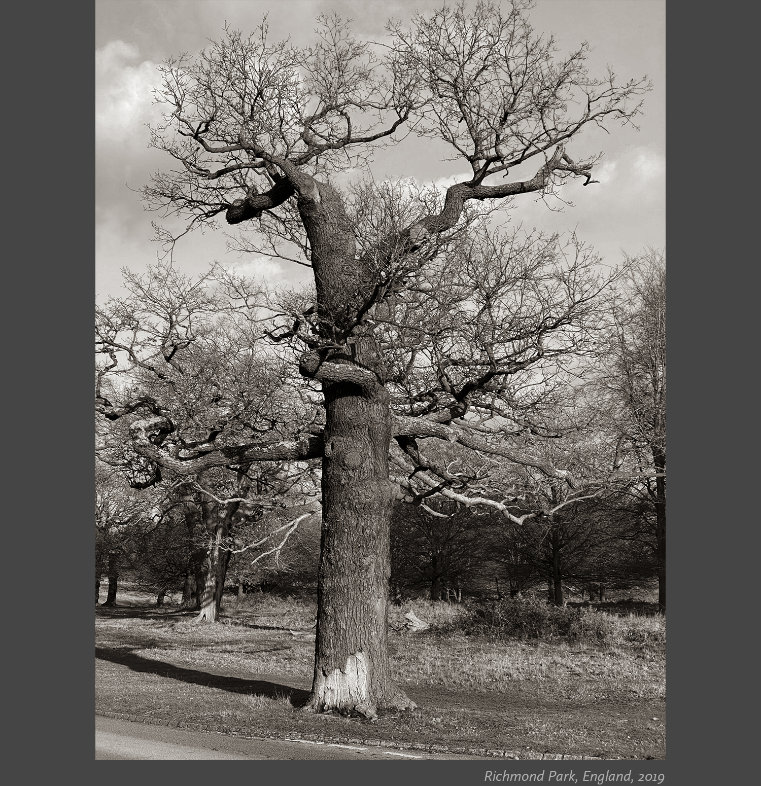 7 Richmond Park, England, 2019 AMY ARBUS.png