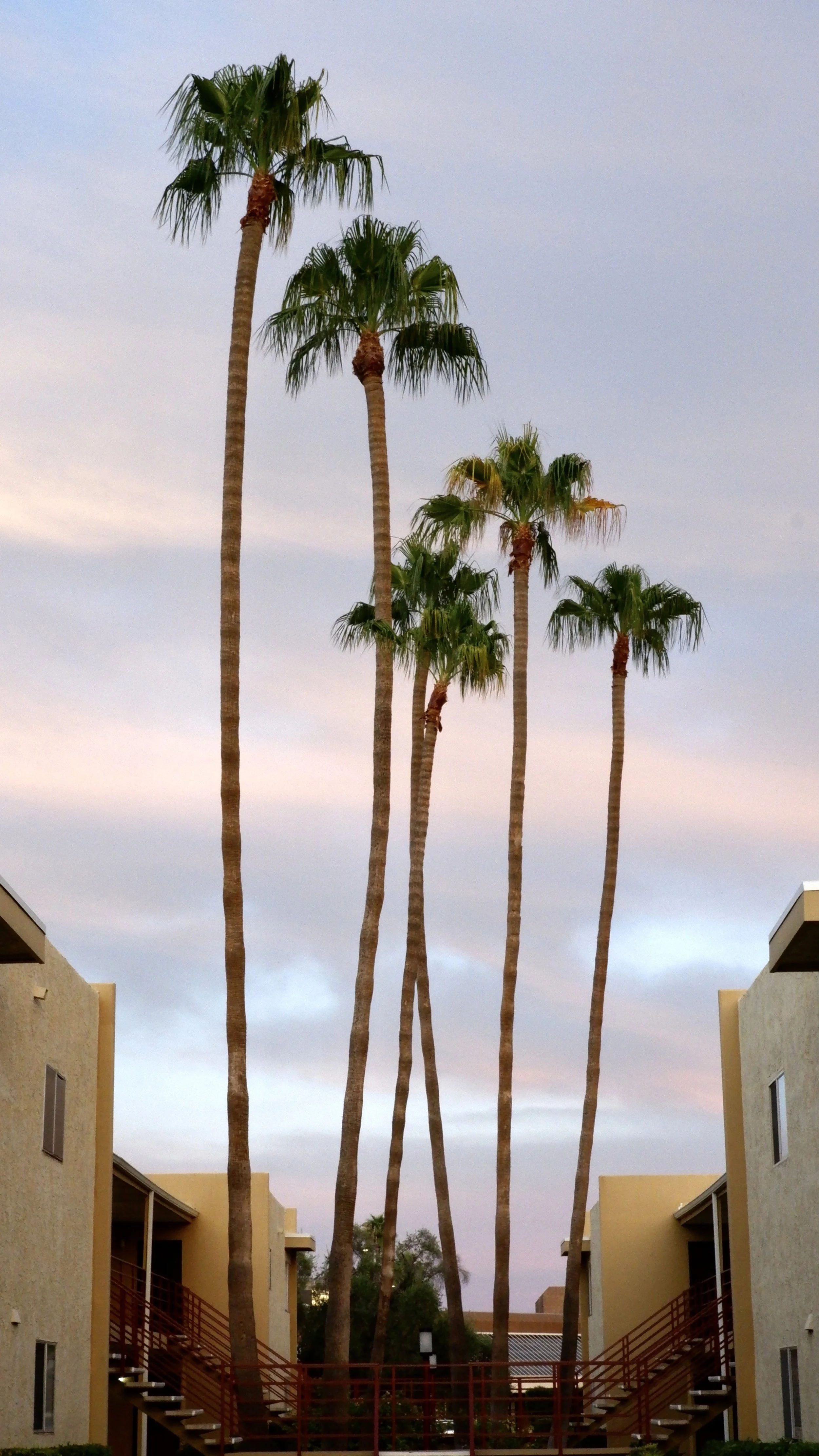 Desert Palms
