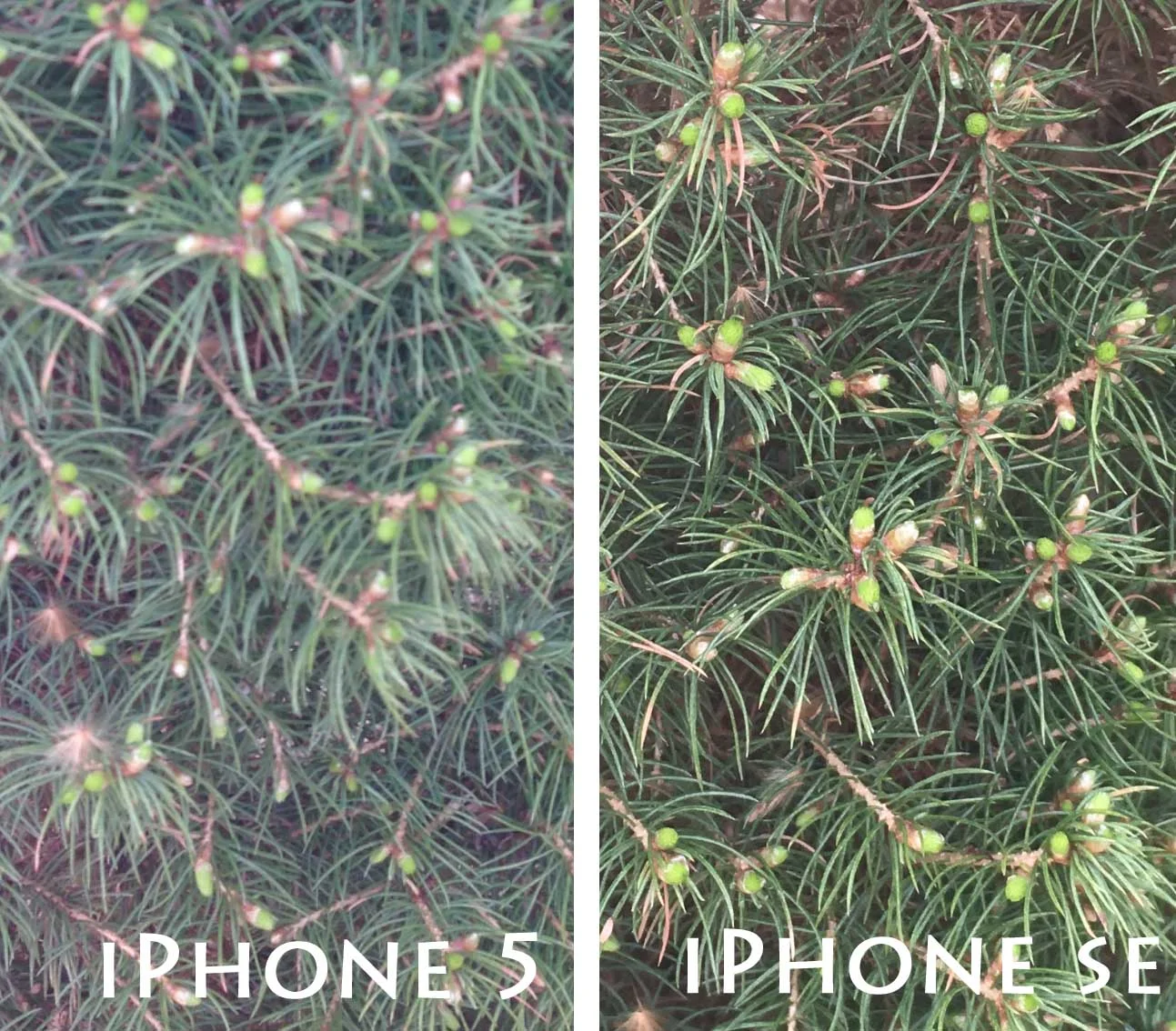 iphone 5 vs iphone se camera comparison 