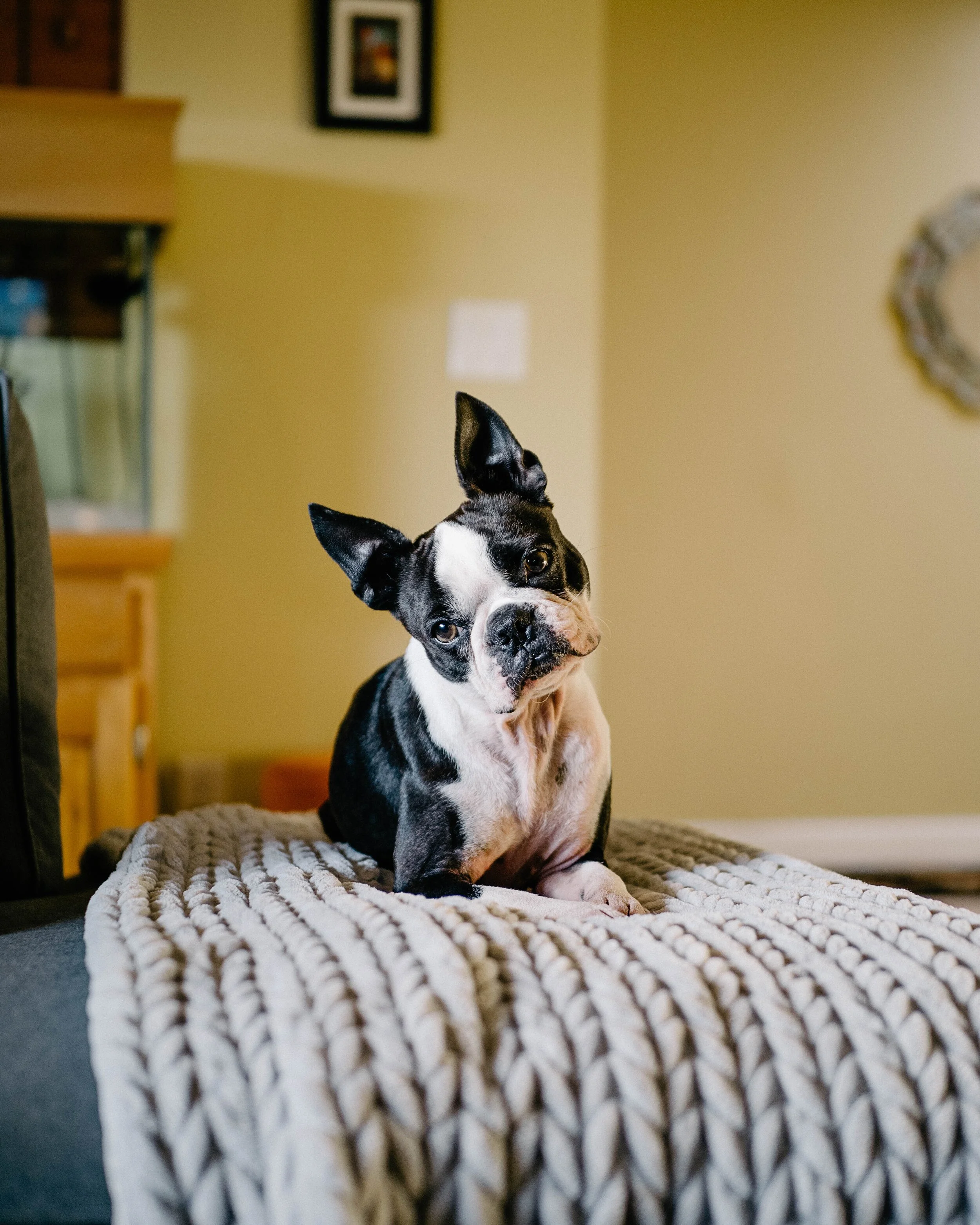 Puppy on couch.jpg