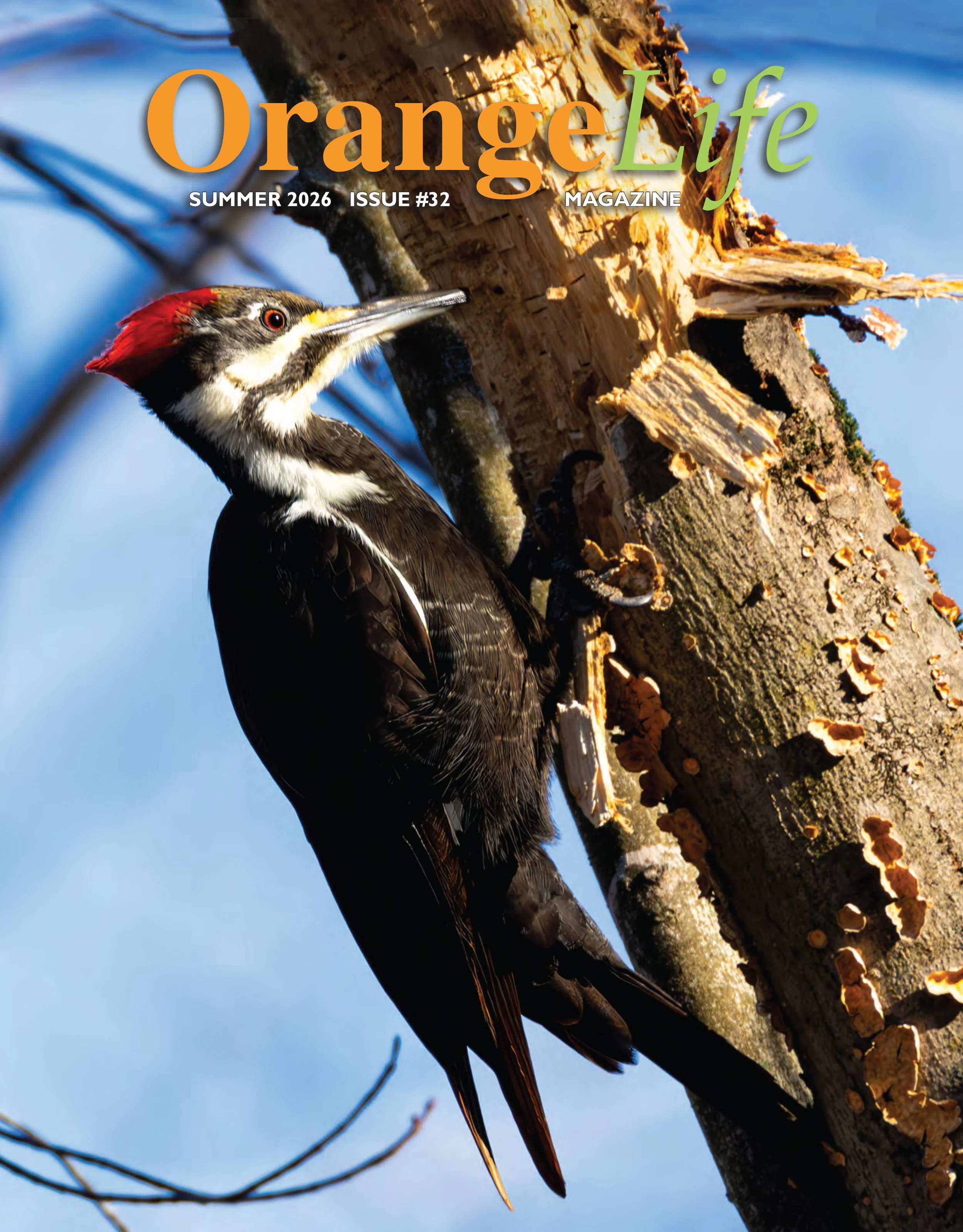 Summer Issue - 2026