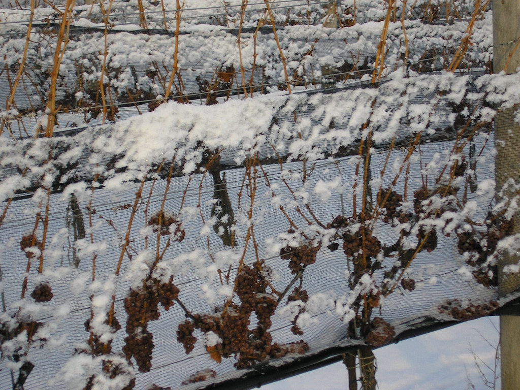 Triggered by the recent deep freeze, just last week frozen grapes were harvested at Henry of Pelham in St. Catherines three weeks earlier than last year.