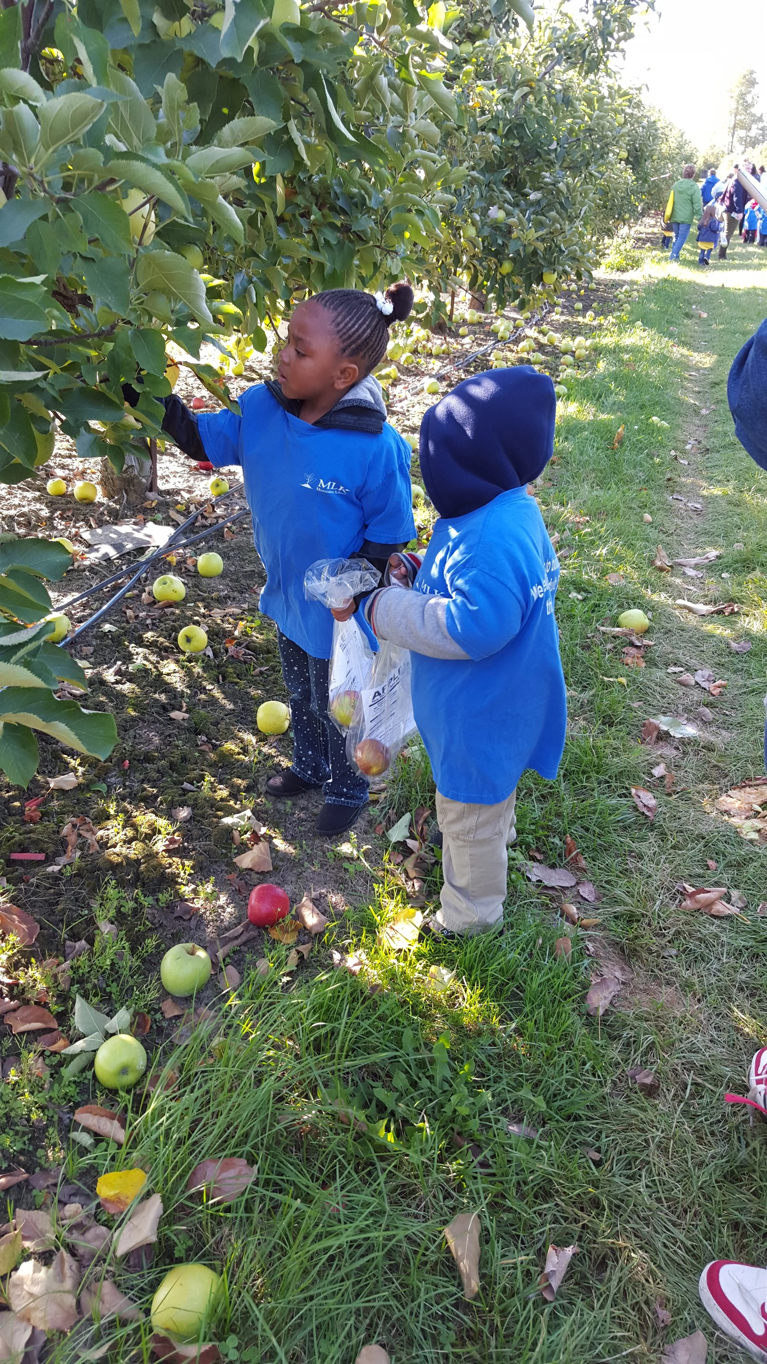 Apple Orchard