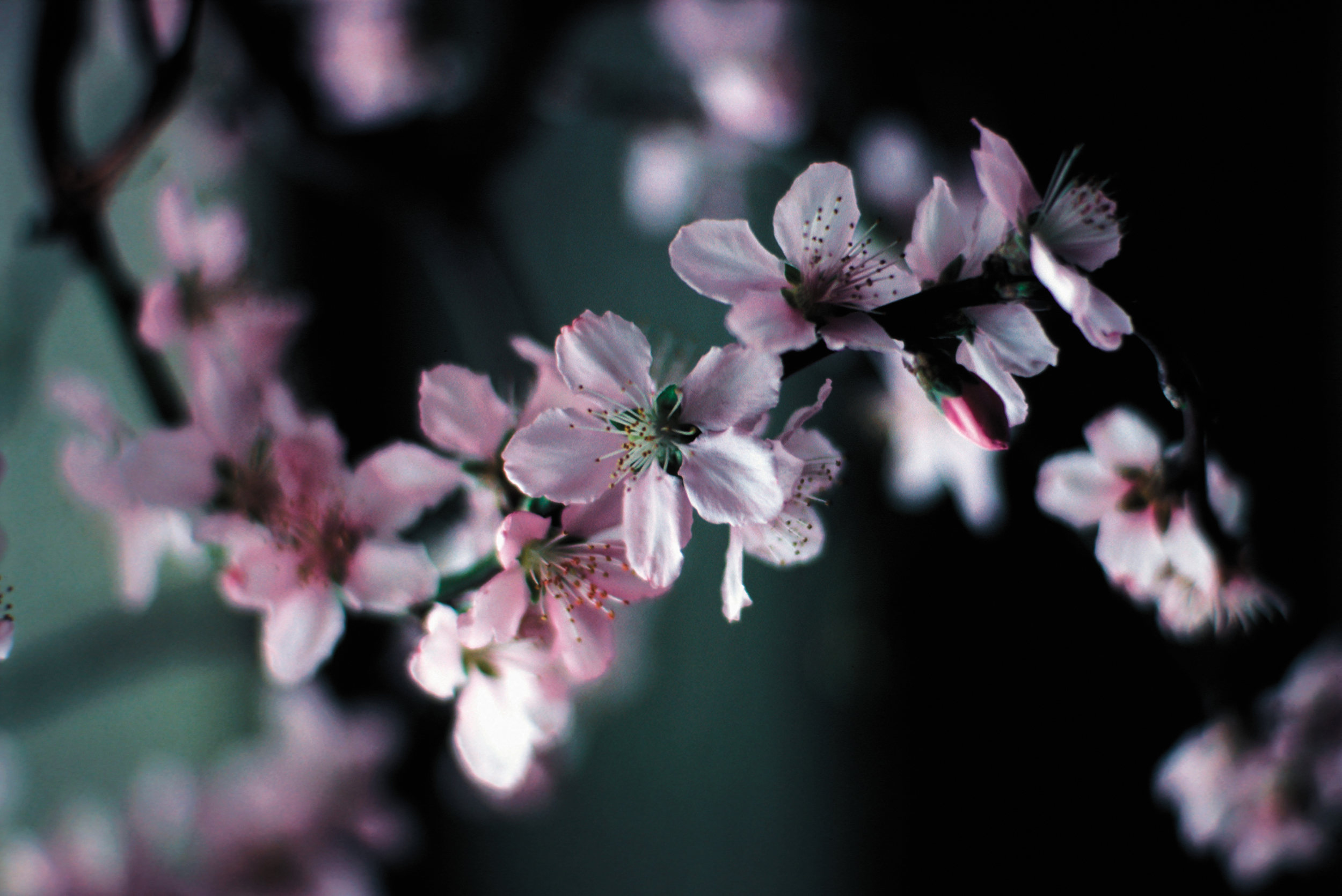flowers-(Darker).jpg
