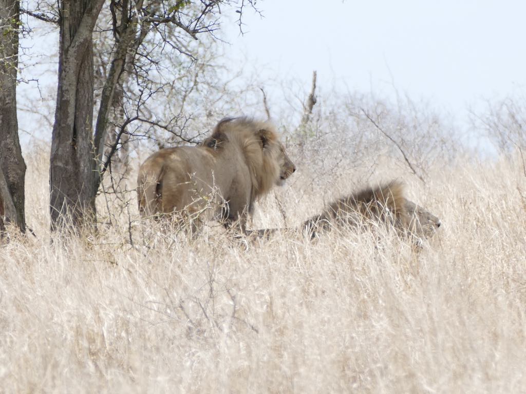 Nos premiers lions, et oui c'est un moment qu'on oubliera jamais..
