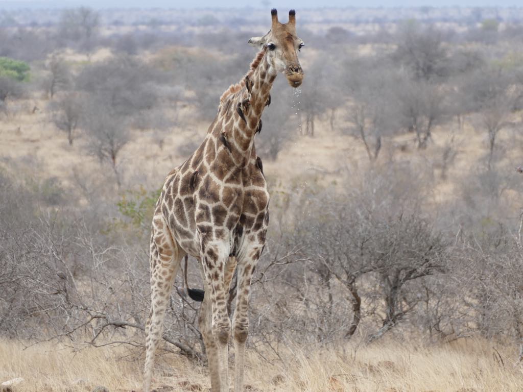 La grâce d'une girafe..
