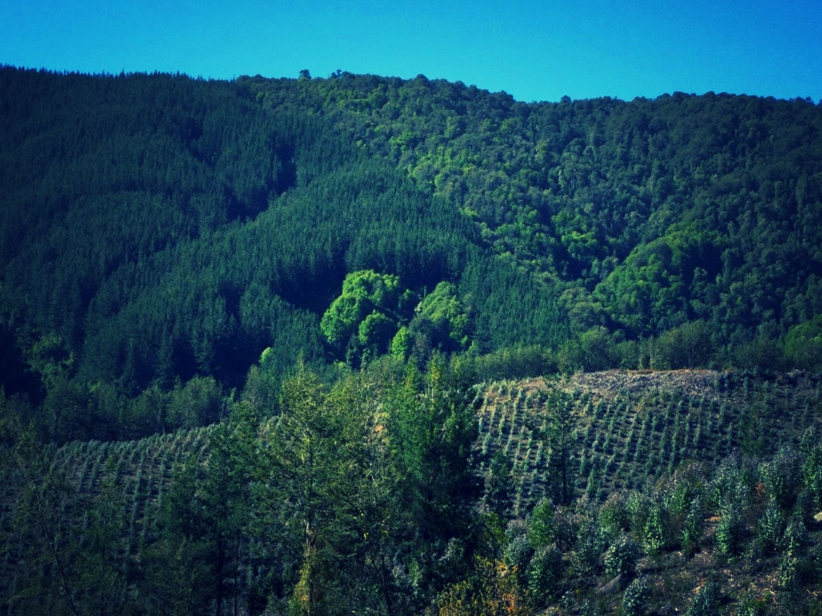 Impacts of plantation forestry