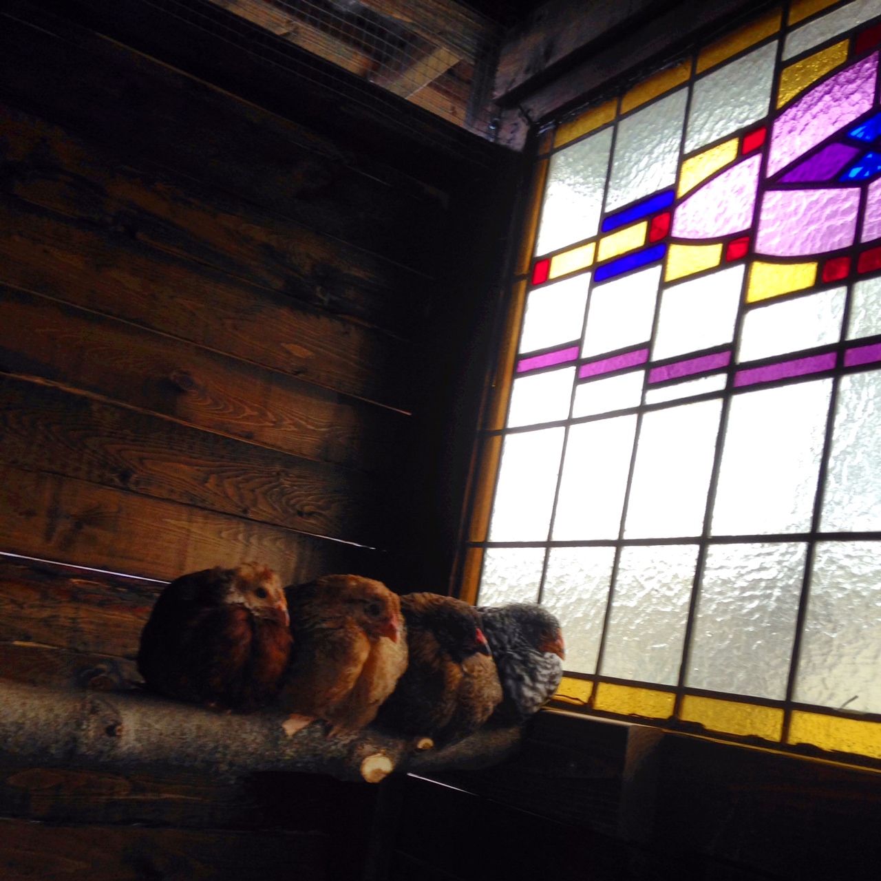 Church's Chickens