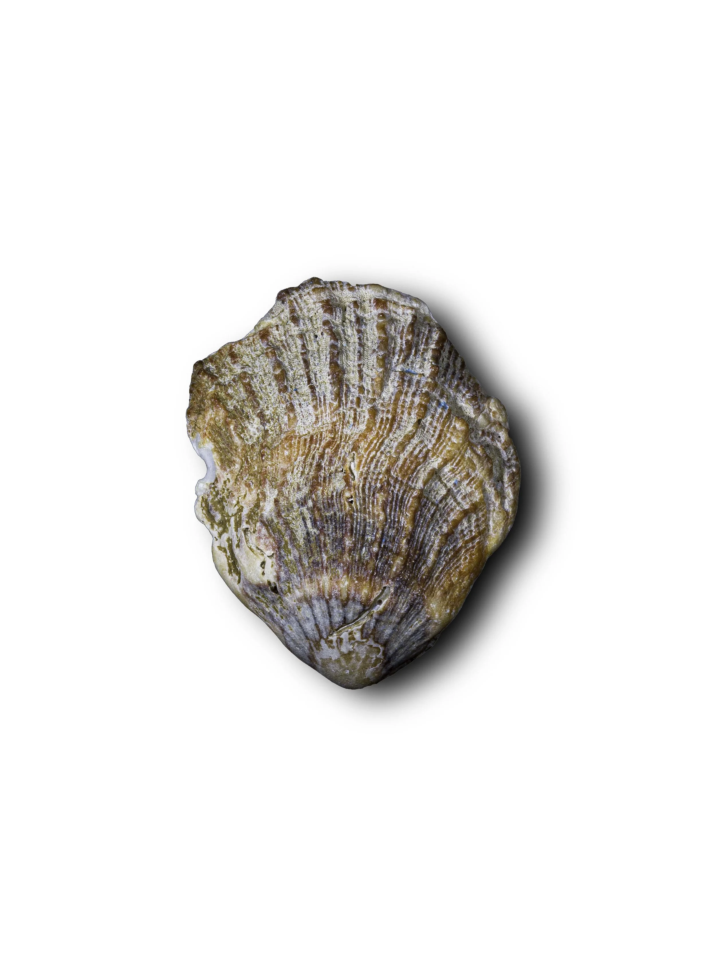 Seashell1.jpg