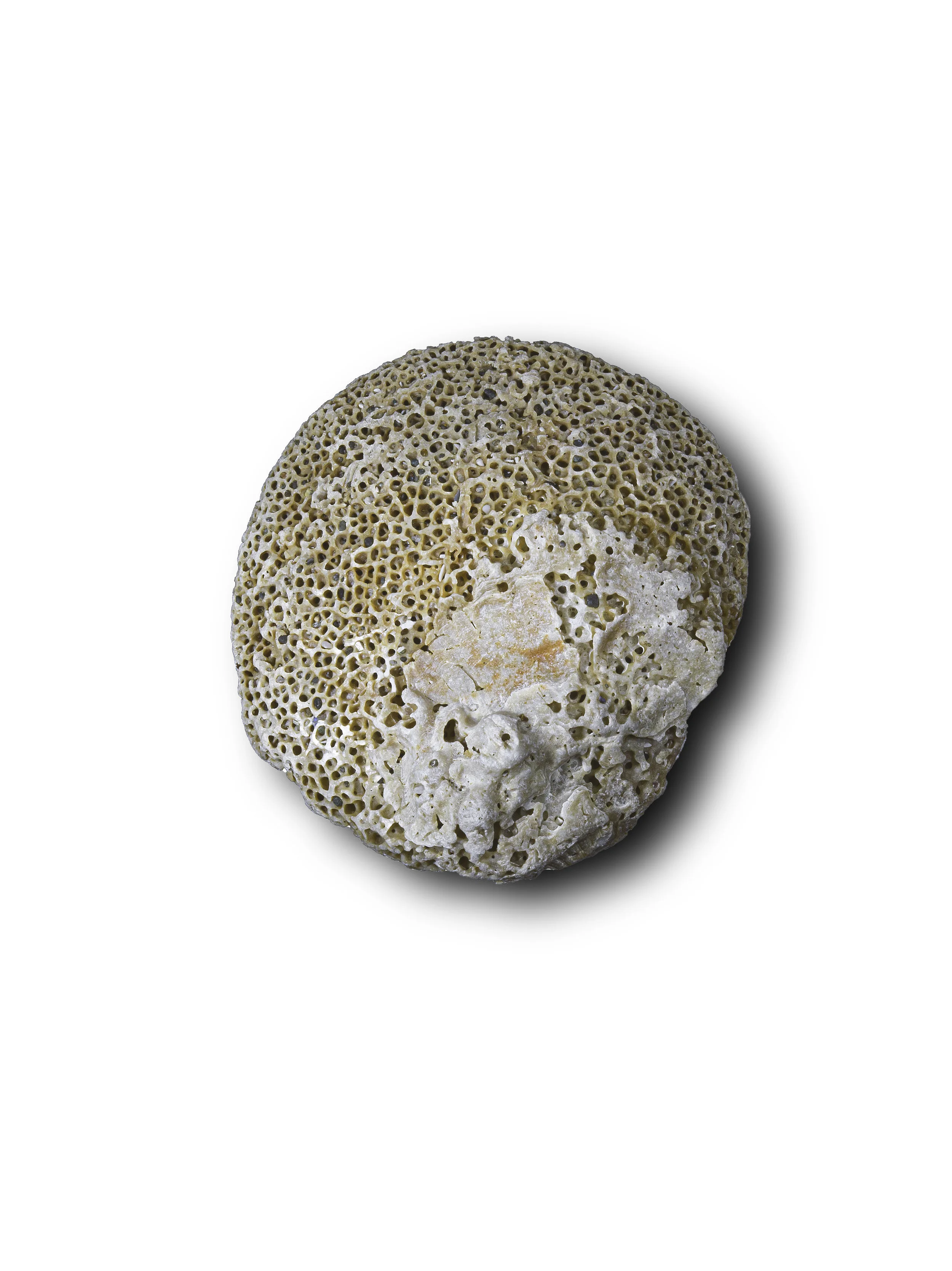 Seashell4.jpg