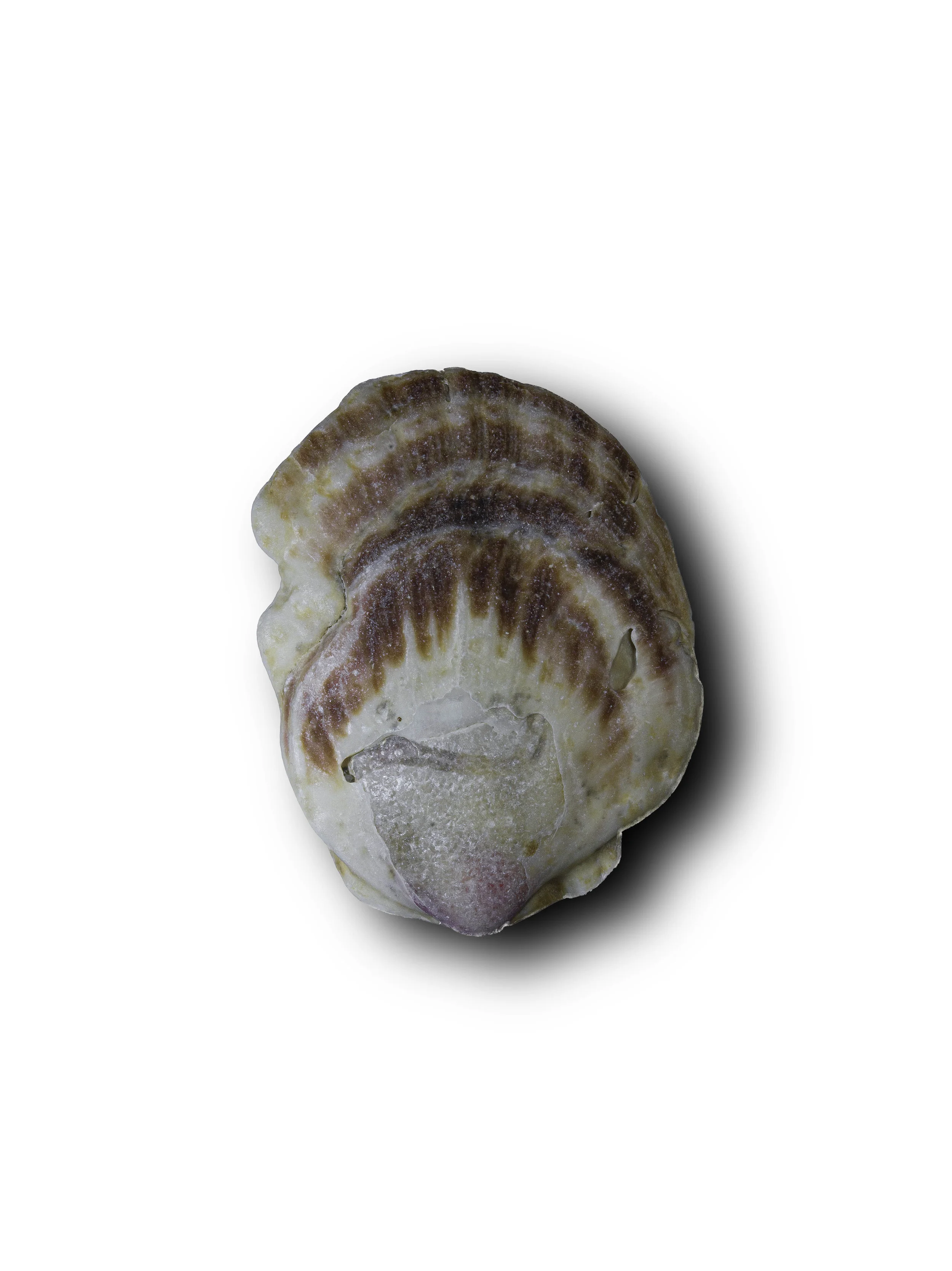 Seashell5.jpg