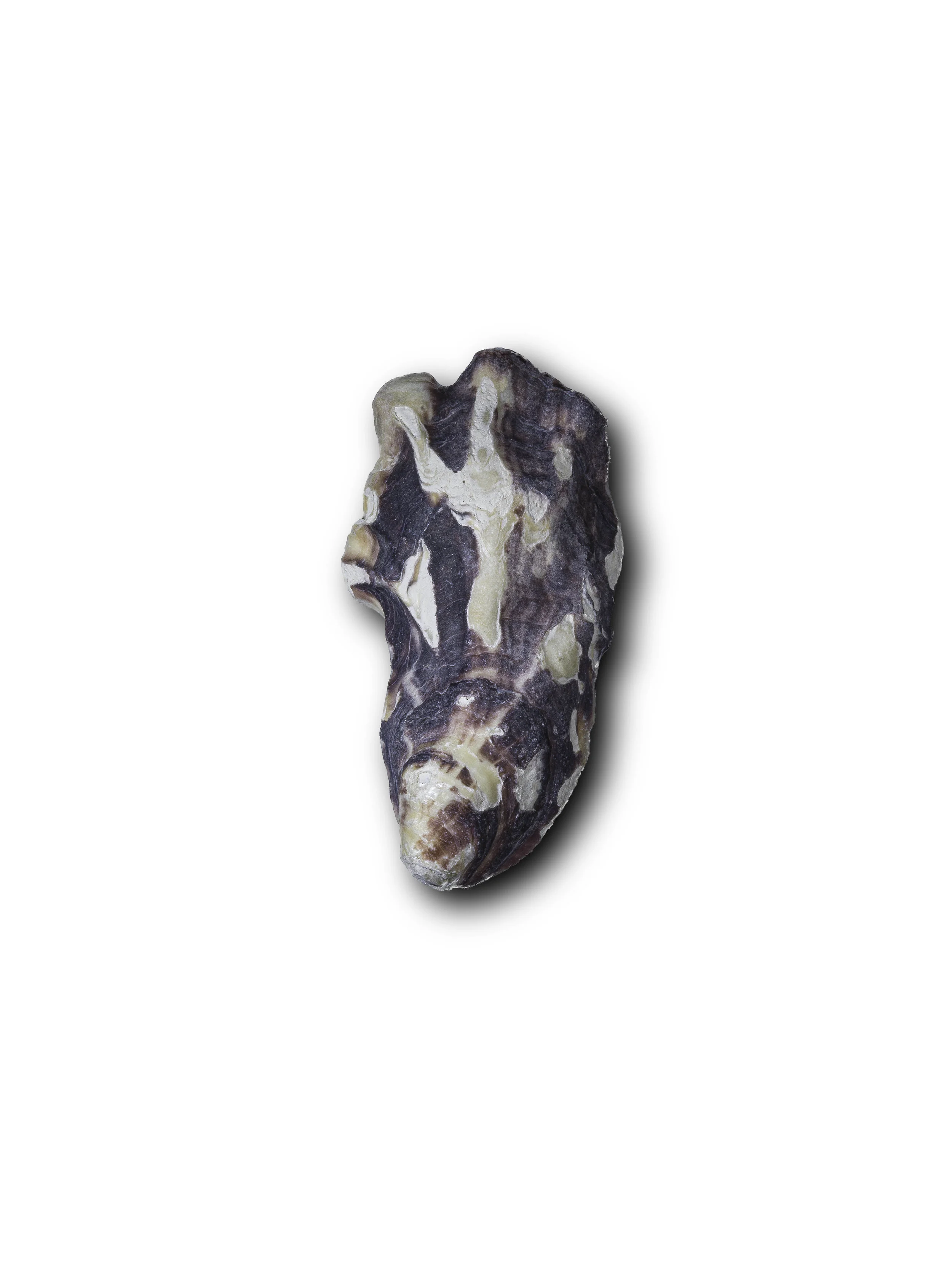 Seashell6.jpg