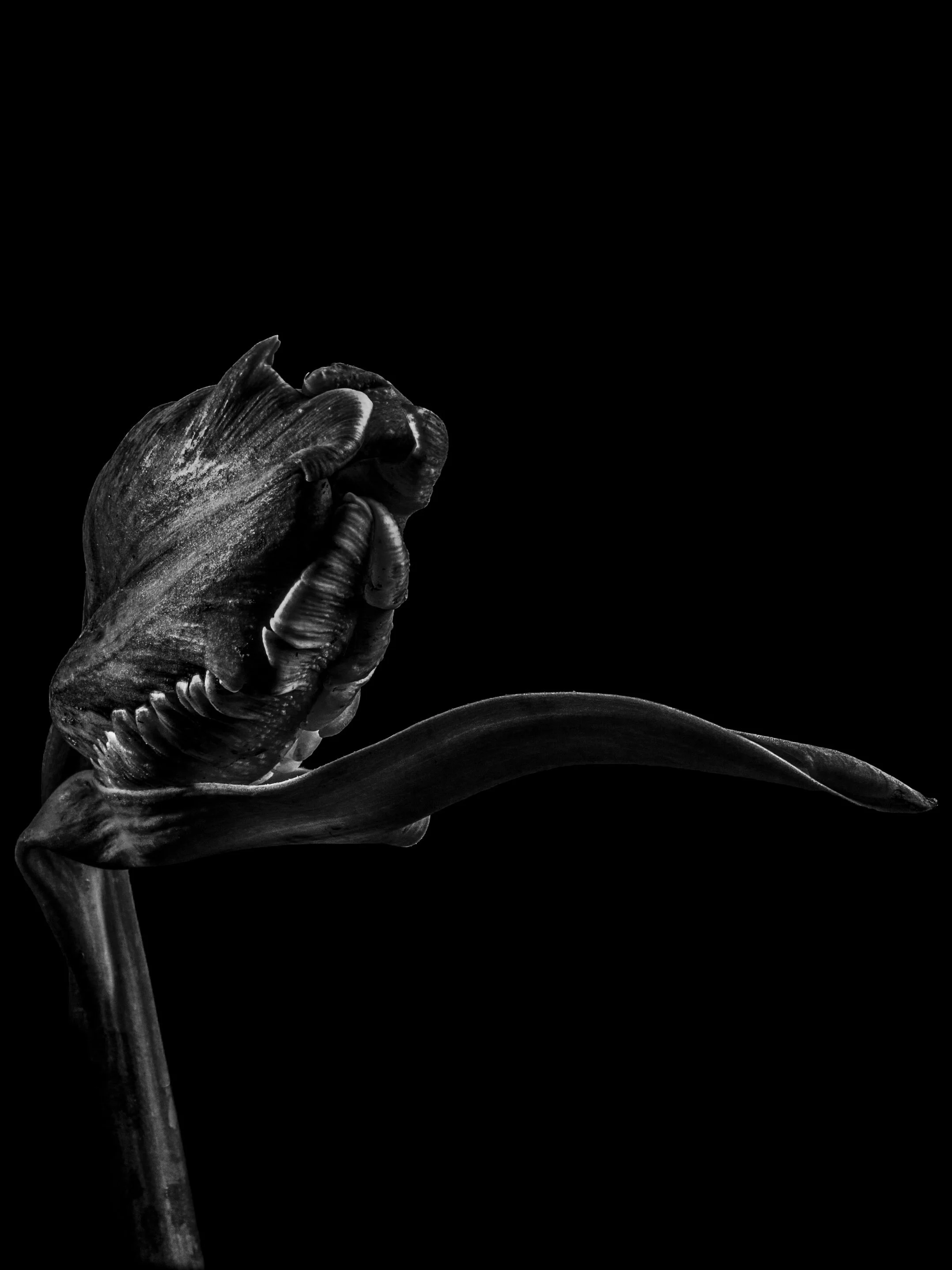 BLOOM-1.jpg