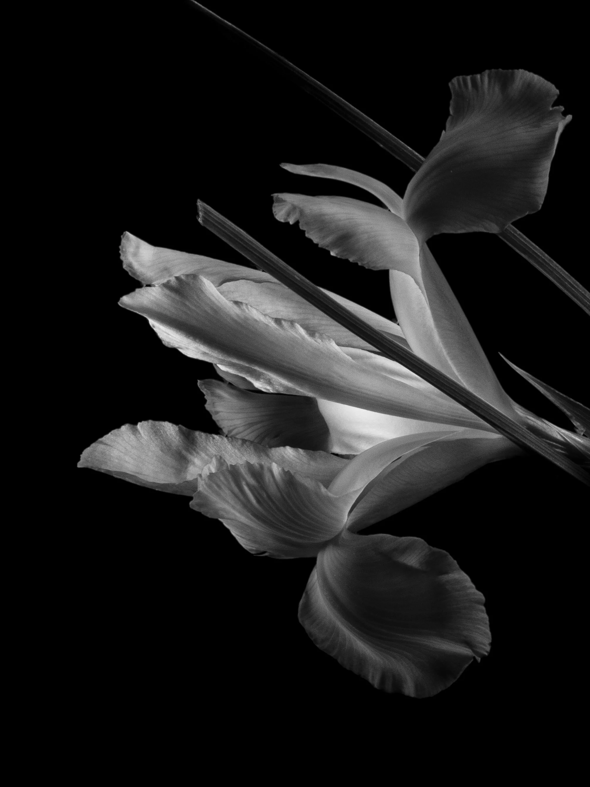 BLOOM-3.jpg