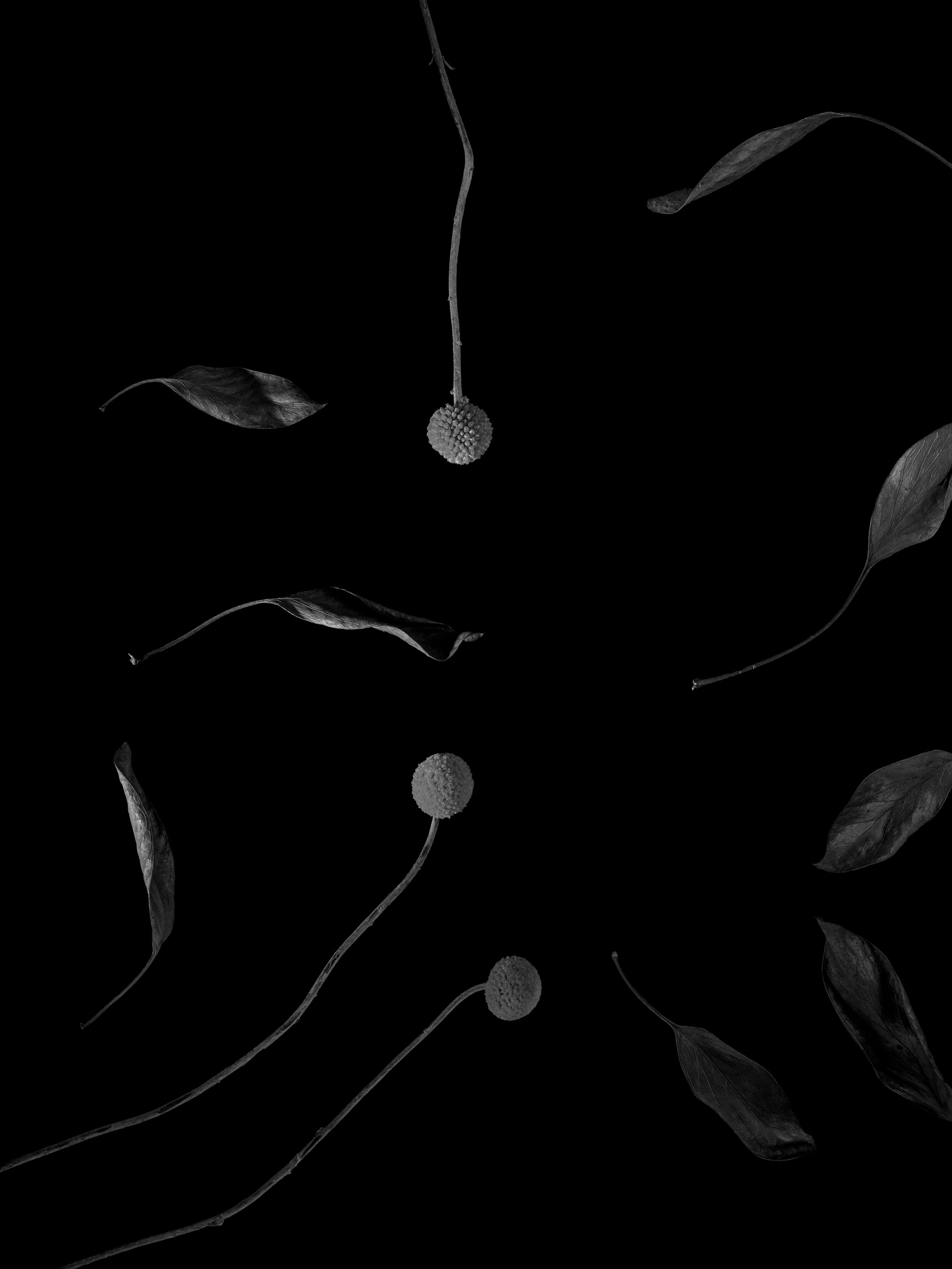BLOOM-2.jpg