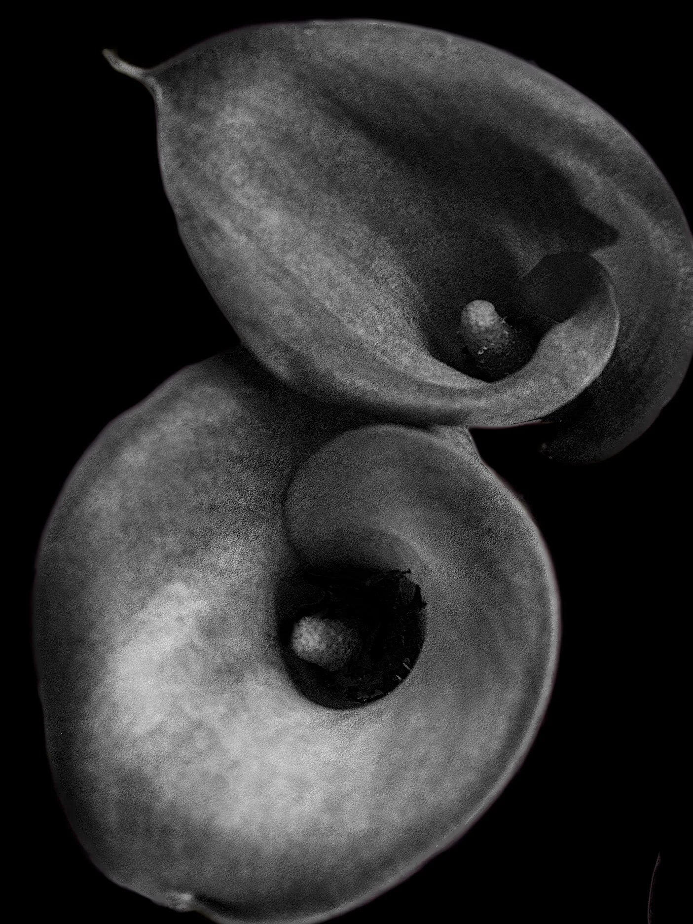 BLOOM-4.jpg