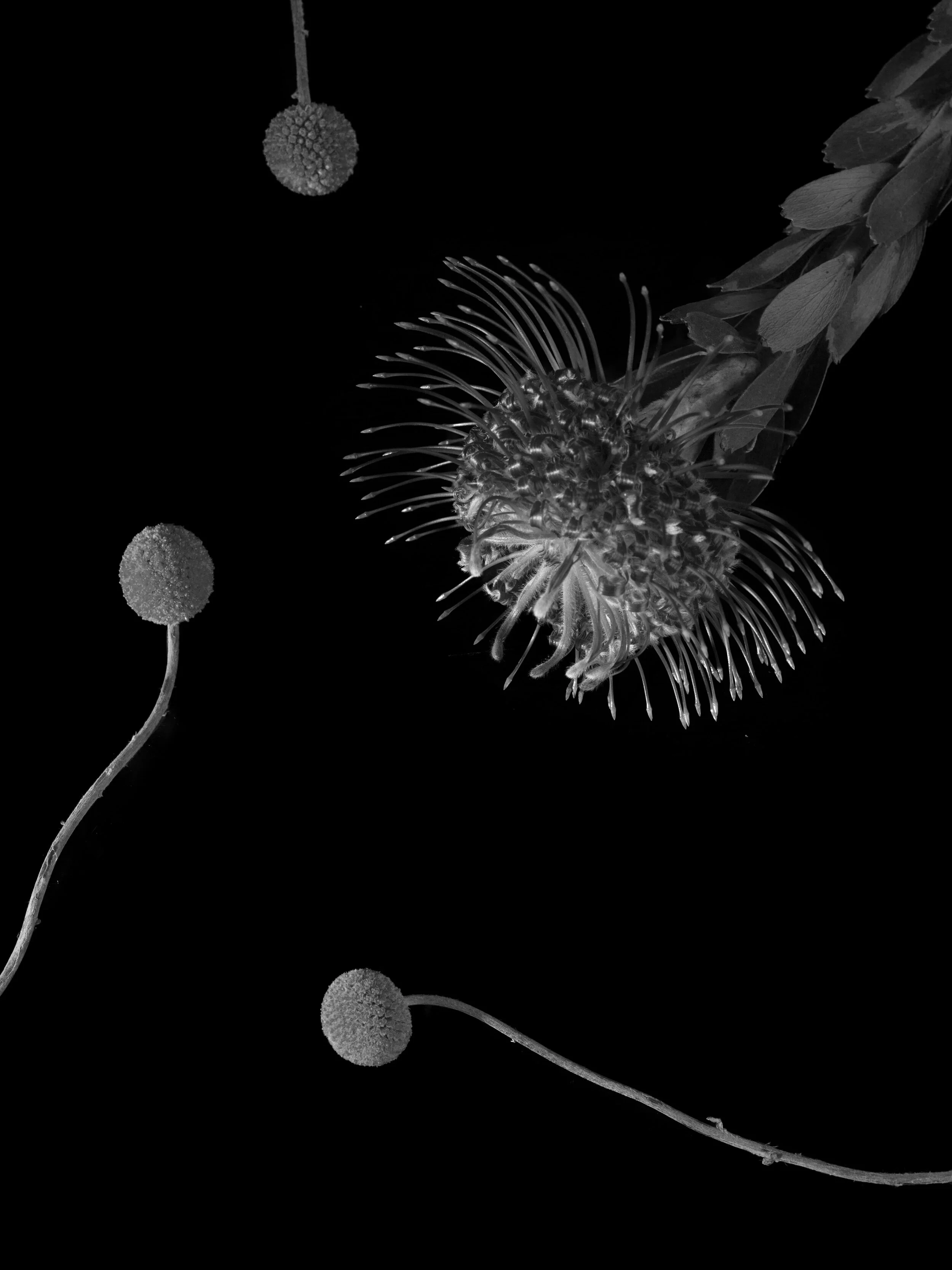 BLOOM-6.jpg