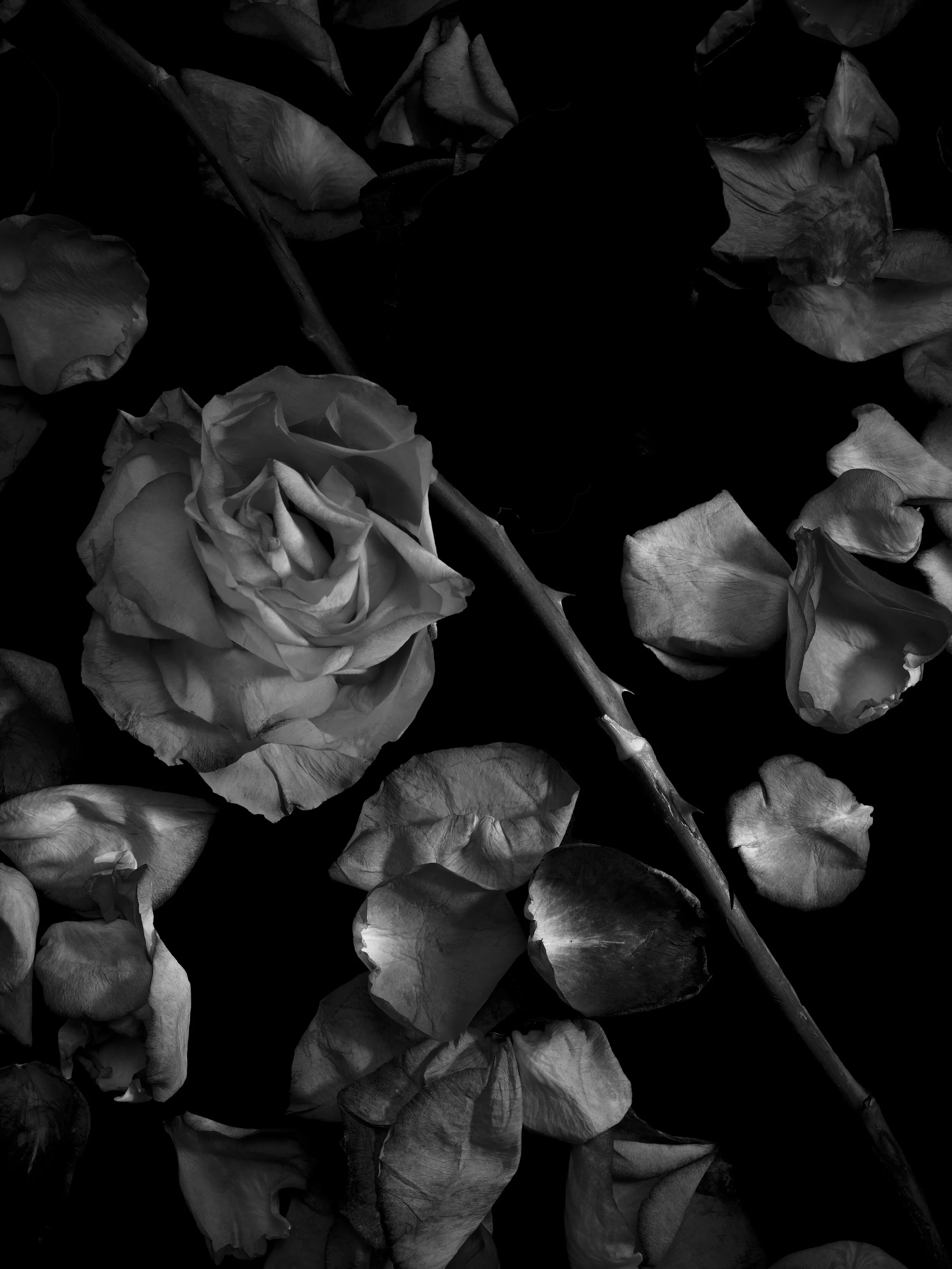 BLOOM-5.jpg