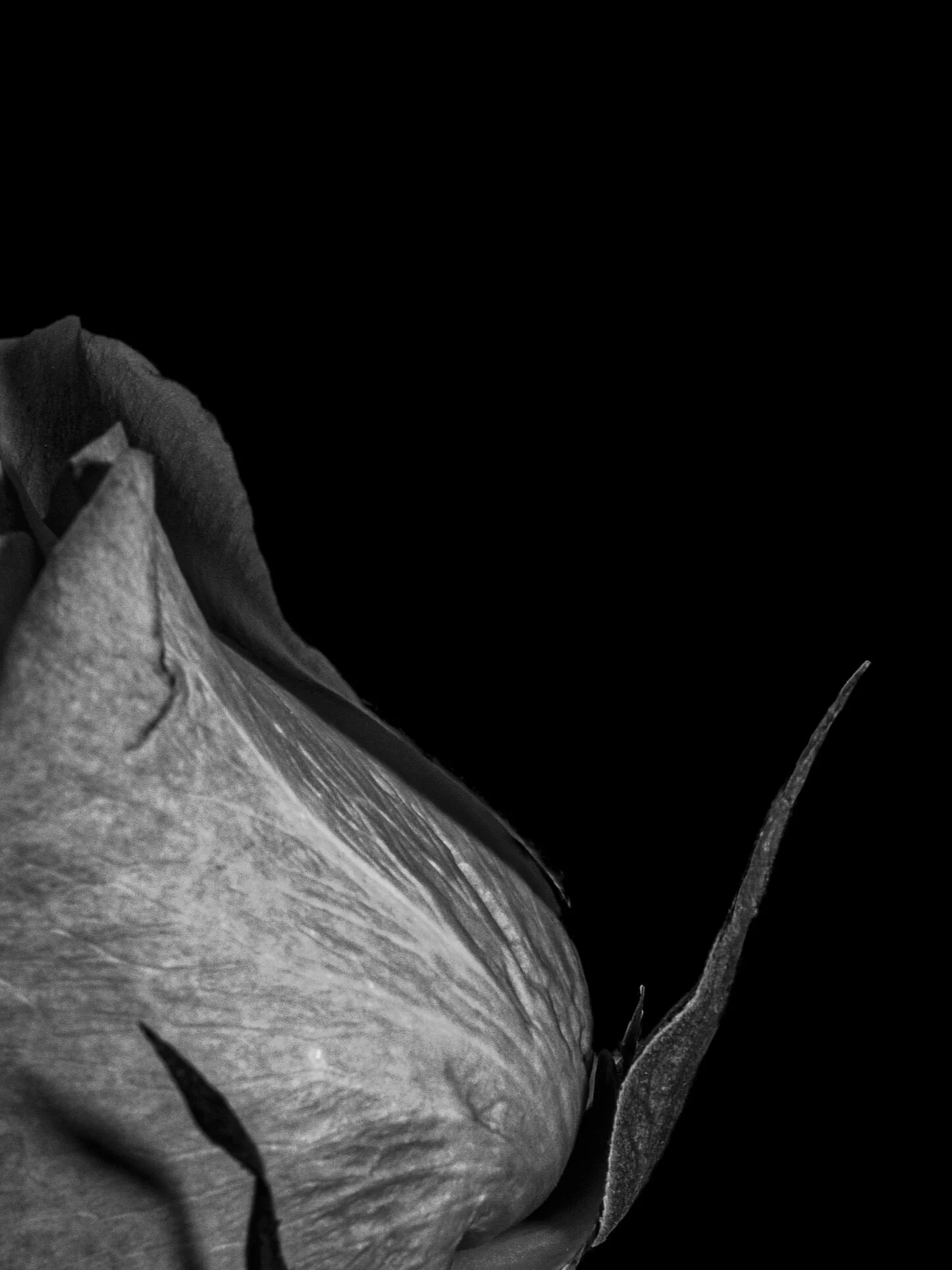 BLOOM-9.jpg