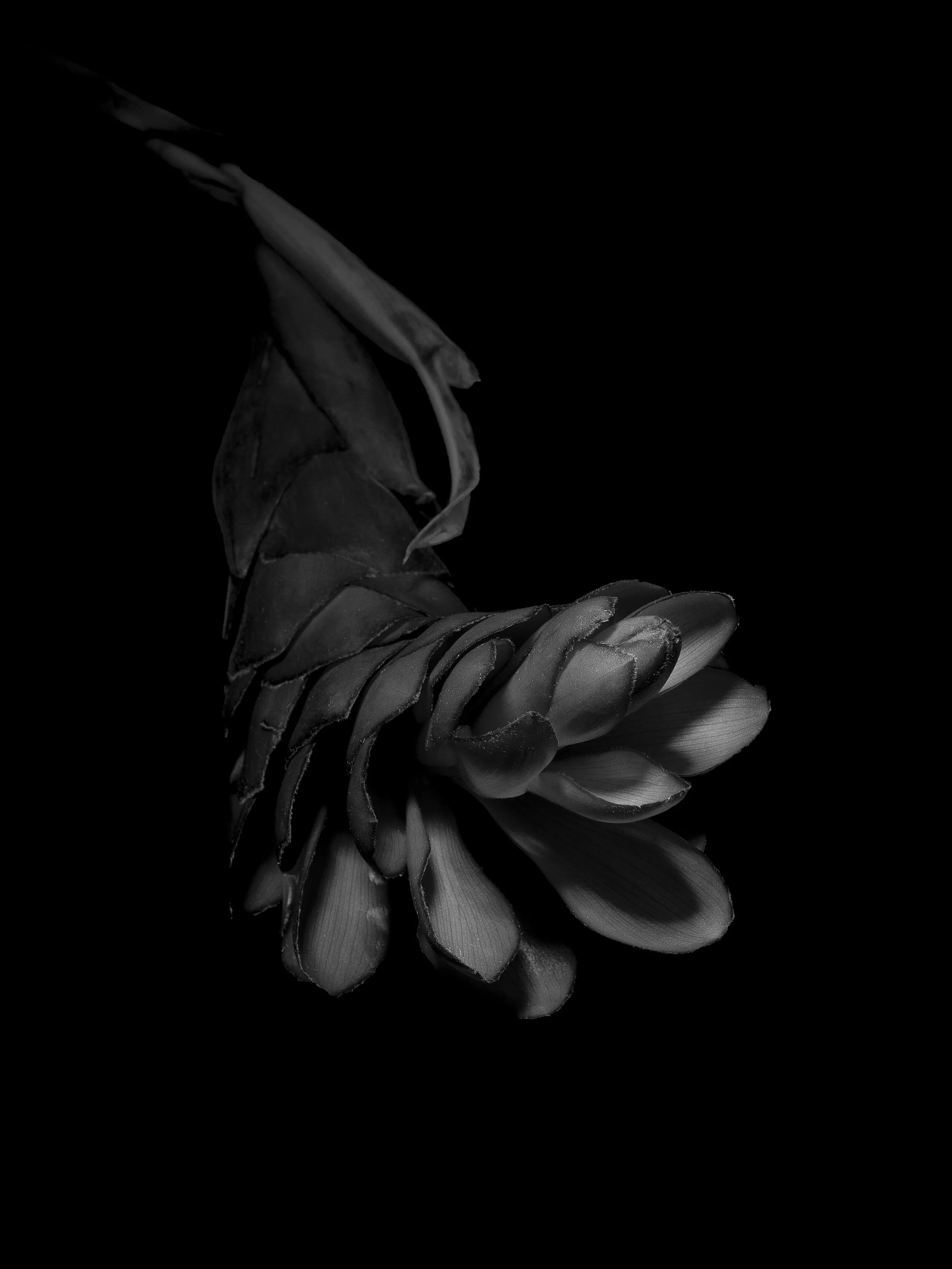 BLOOM-11.jpg