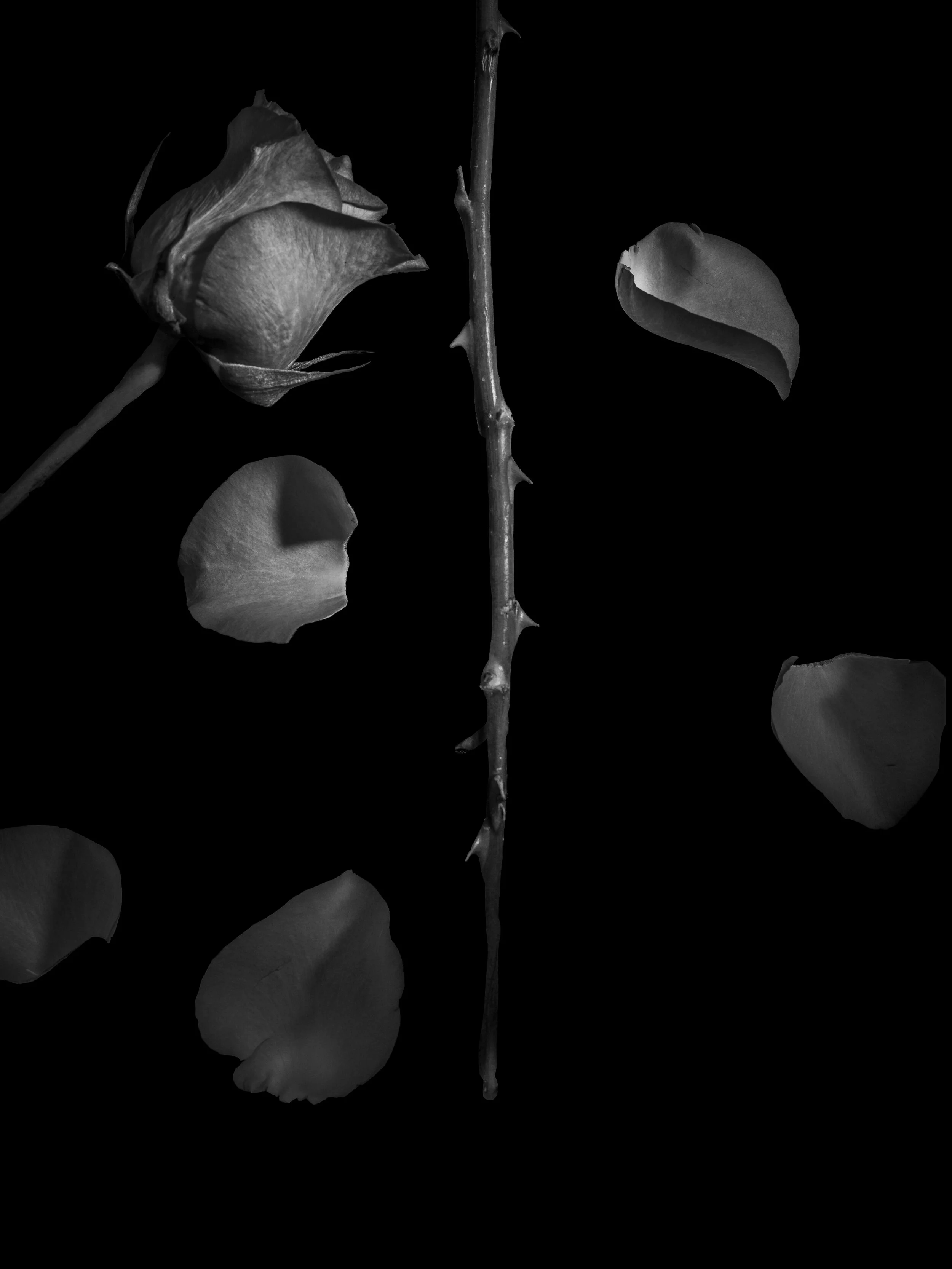 BLOOM-10.jpg